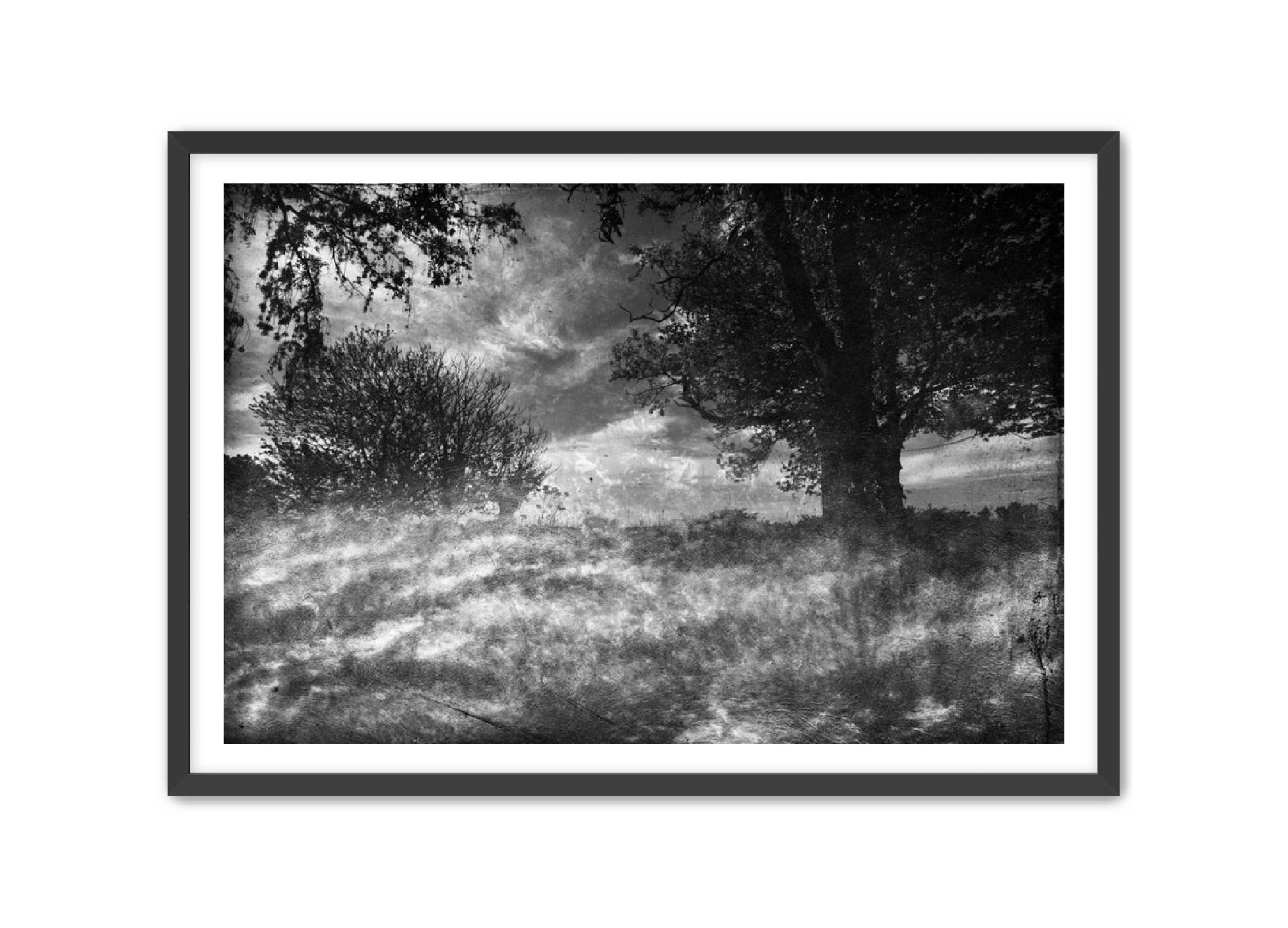 PhotoArt Prints 'CLOUDS IN TREES' Danielle Neumann Kelly