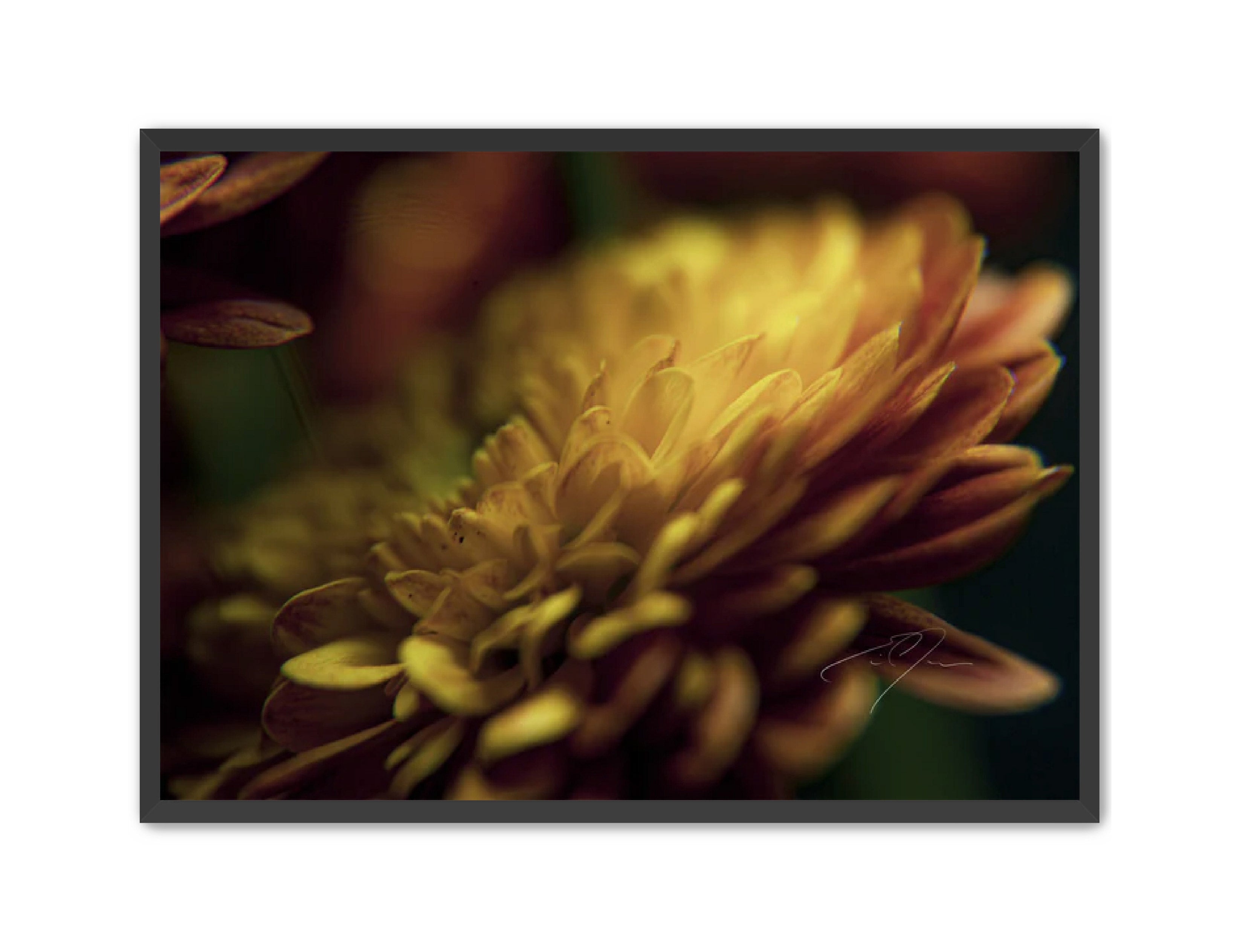 Art Contemporary Photography Prints 'Petal's Glow' Eric C. Jackson Studio