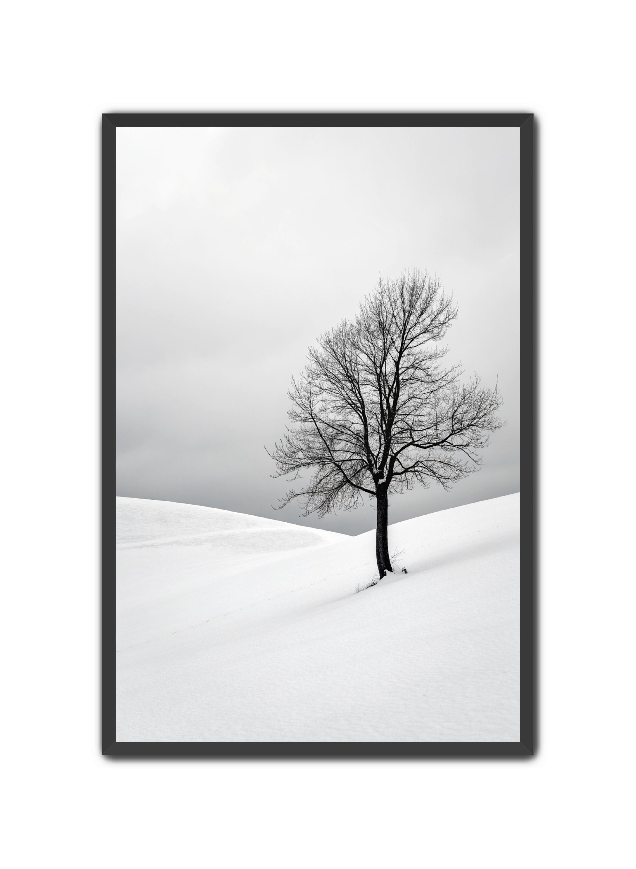 Apricus Prints 'Winter Whisper' Apricus Art Collection