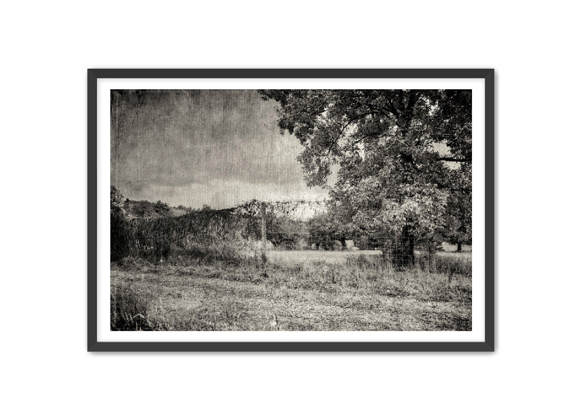 PhotoArt Prints 'ORCHARD B/W' Danielle Neumann Kelly