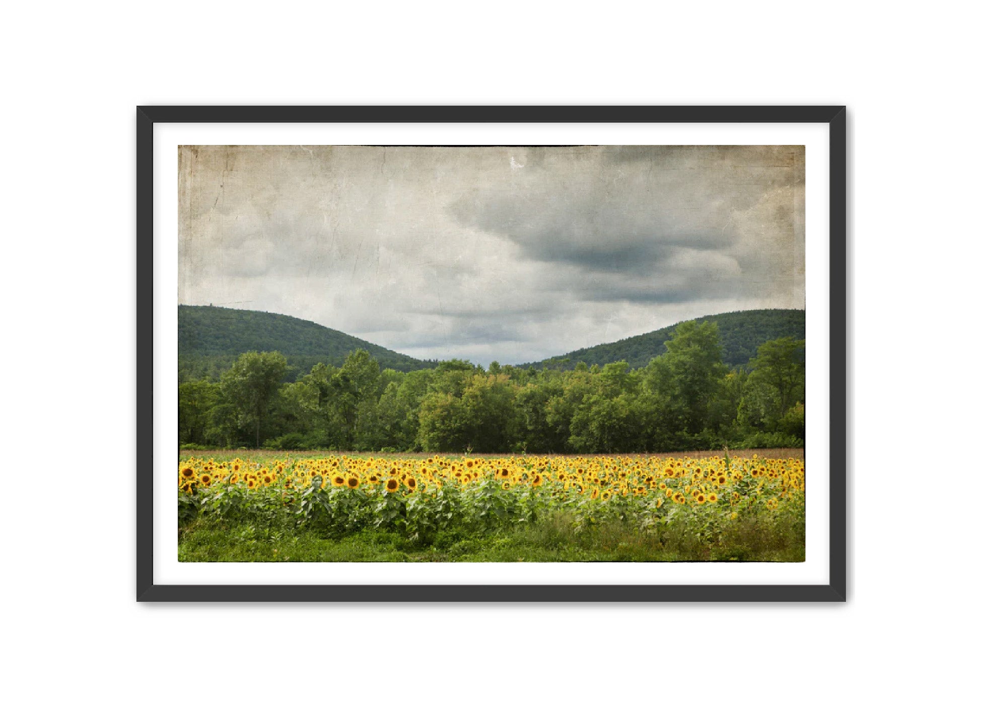 PhotoArt Prints 'SUNFLOWERS' Danielle Neumann Kelly