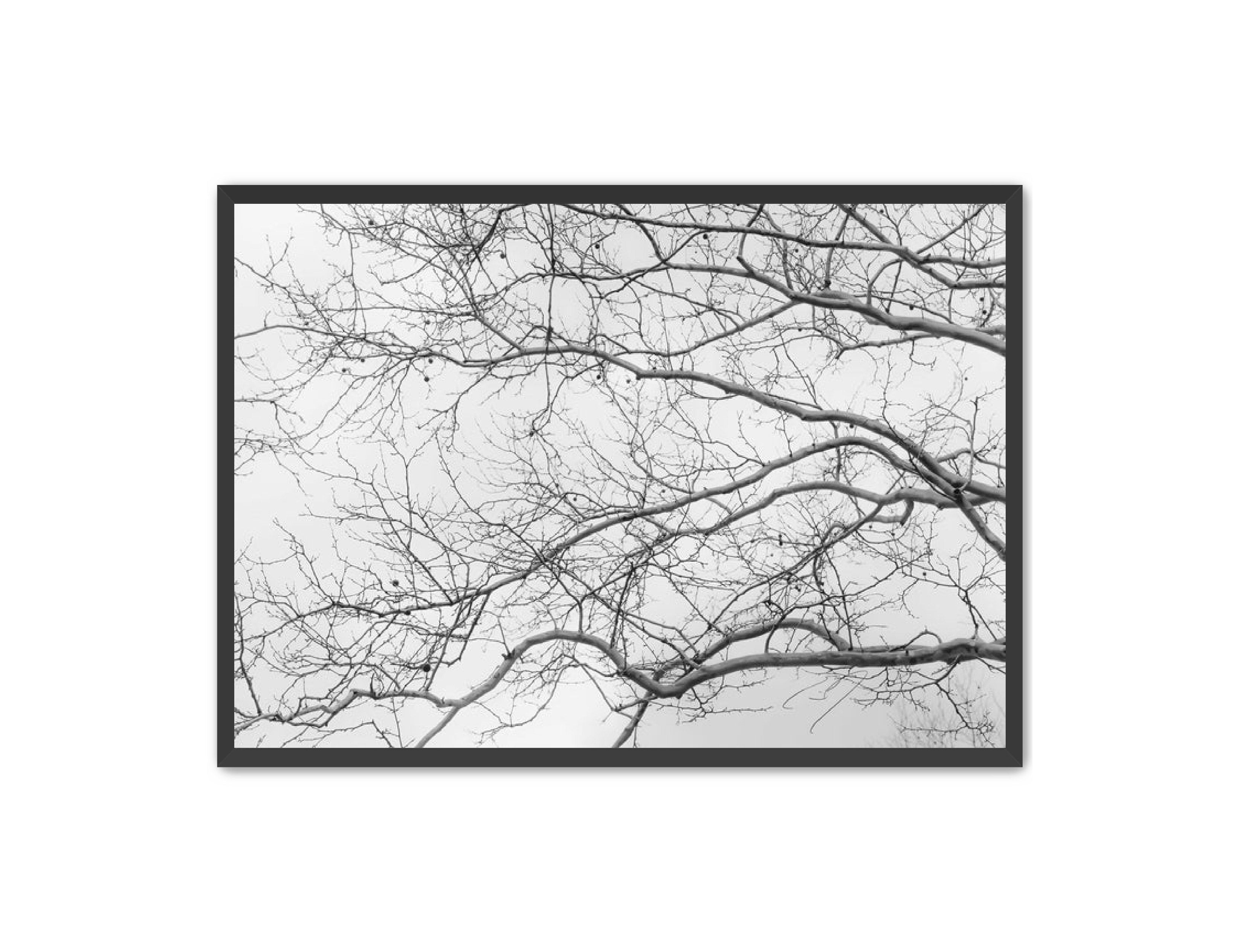 Art Contemporary Photography Prints 'Intertwined' Eric C. Jackson Studio