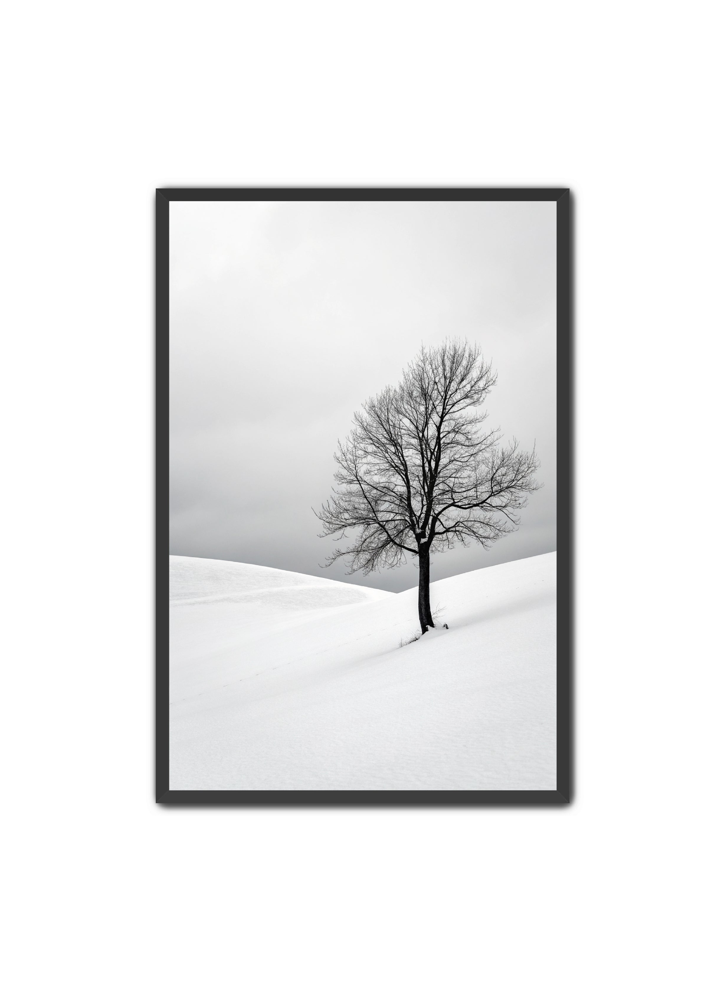 Apricus Prints 'Winter Whisper' Apricus Art Collection