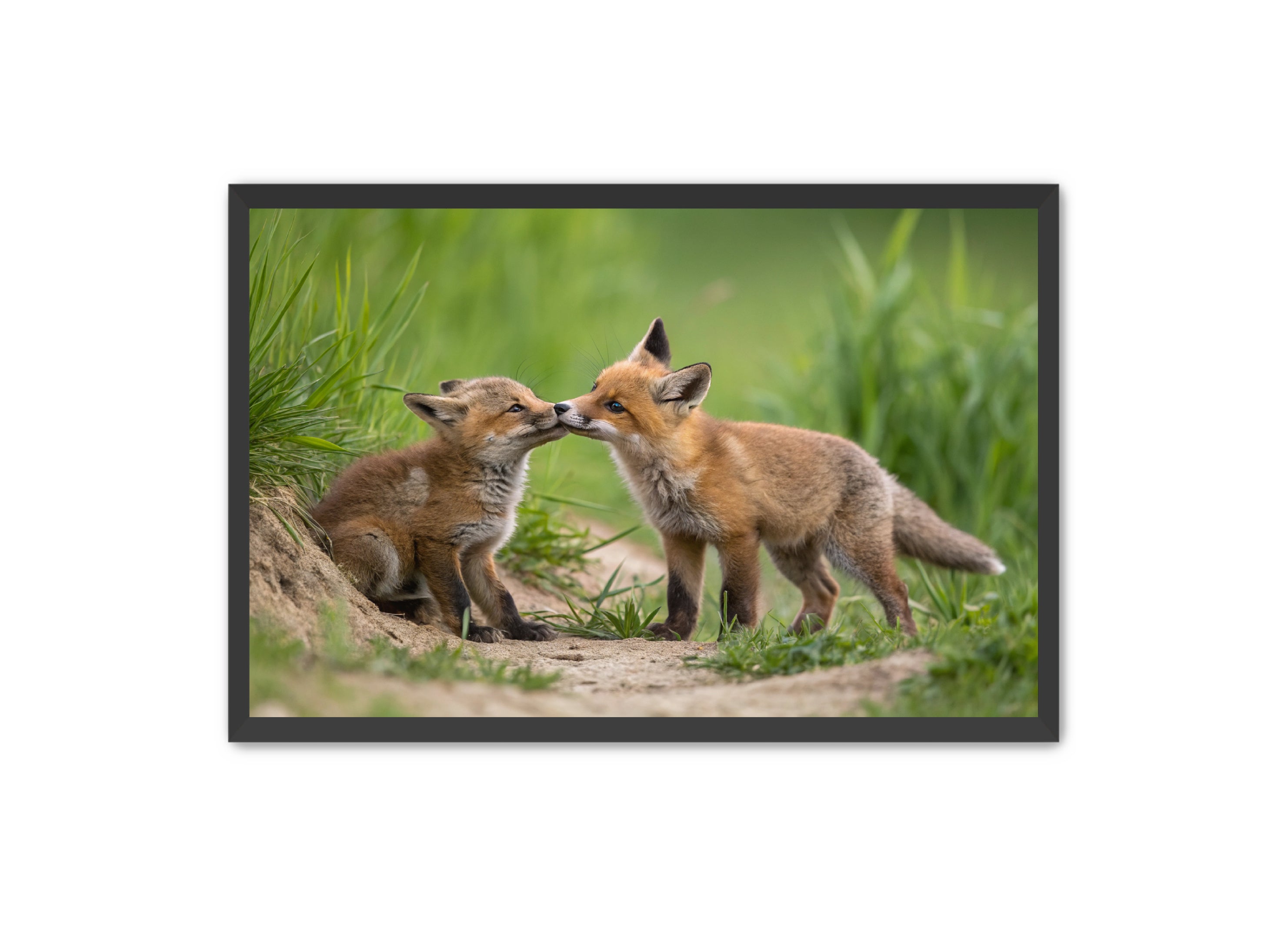 Apricus Prints 'Whiskers and Warmth' Apricus Art Collection