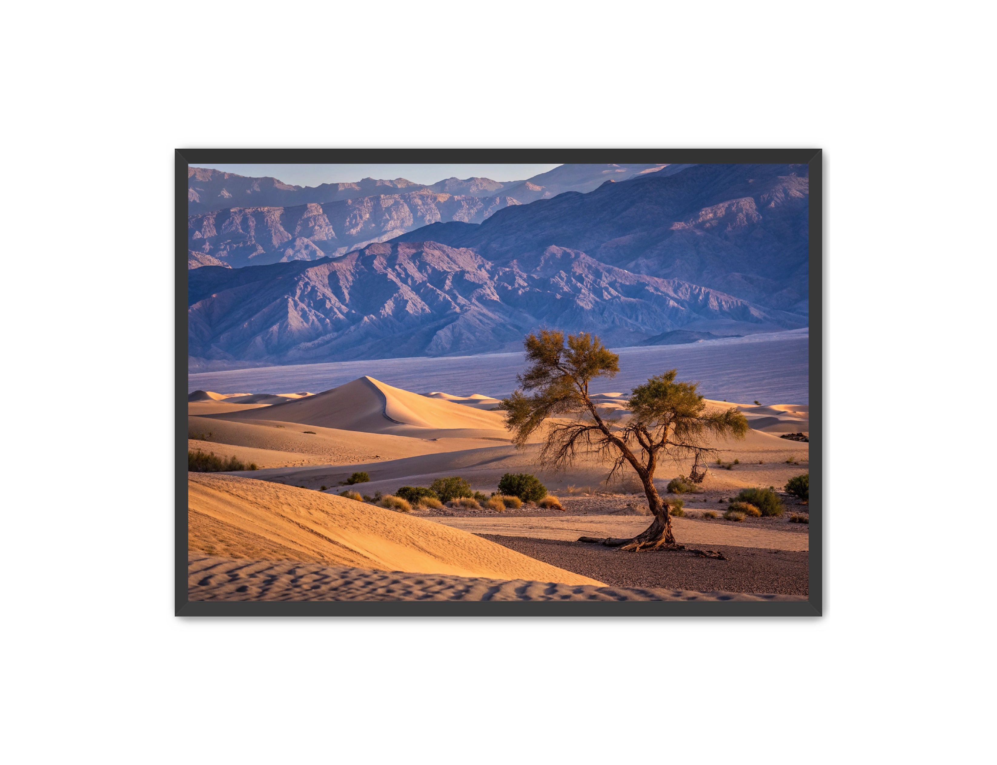 Apricus Prints 'Alone in the Desert' Apricus Art Collection