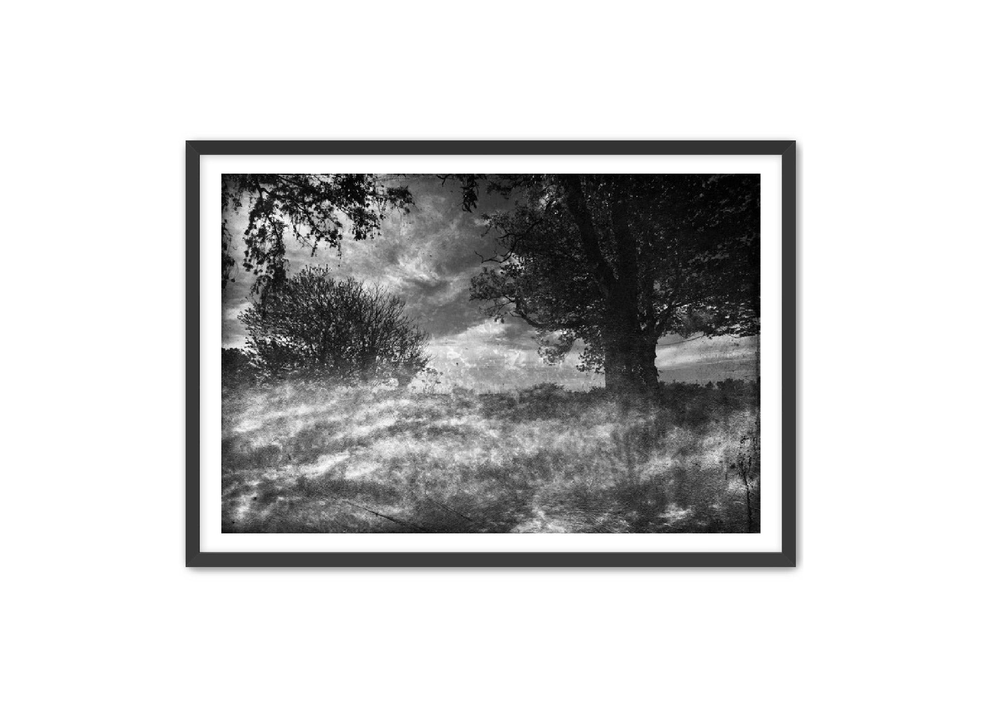 PhotoArt Prints 'CLOUDS IN TREES' Danielle Neumann Kelly