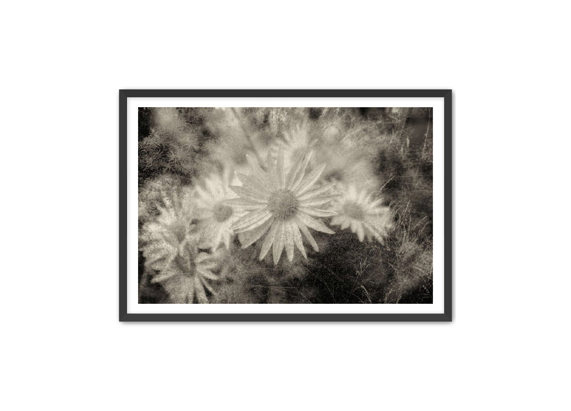 PhotoArt Prints 'DAISYS' Danielle Neumann Kelly