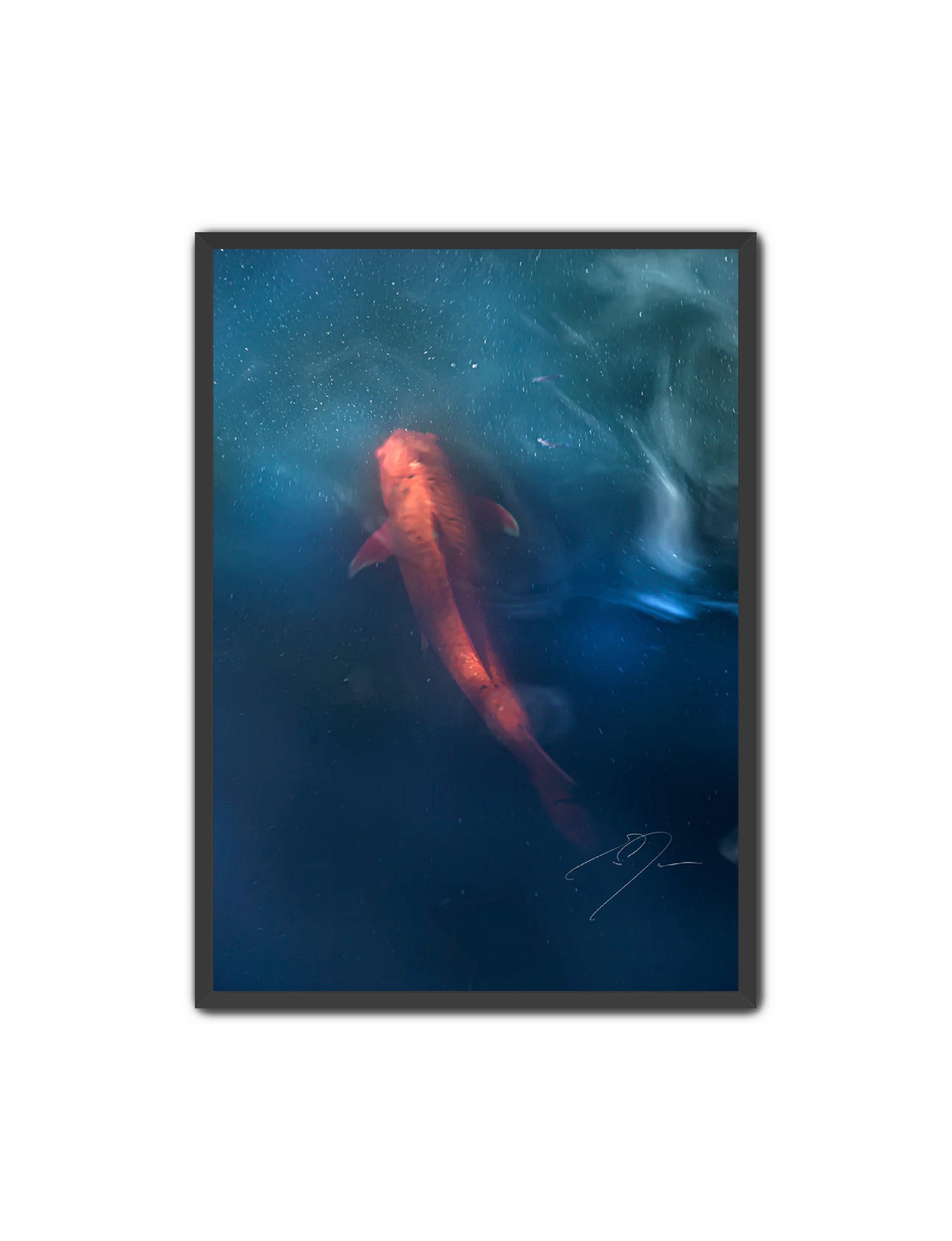 Art Contemporary Photography Prints 'KOI' - Photography Eric C. Jackson Studio