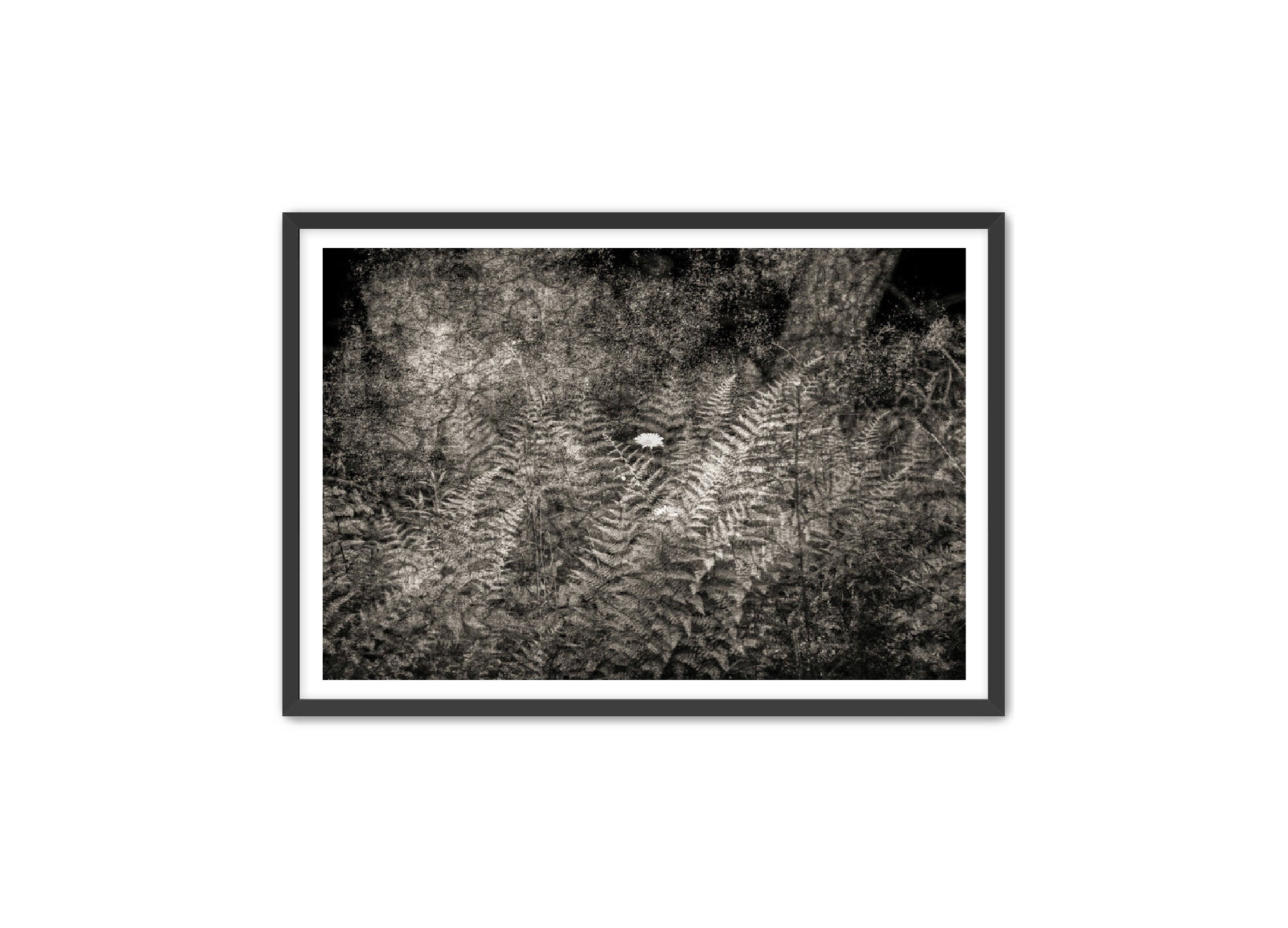 PhotoArt Prints 'FERNS' Danielle Neumann Kelly