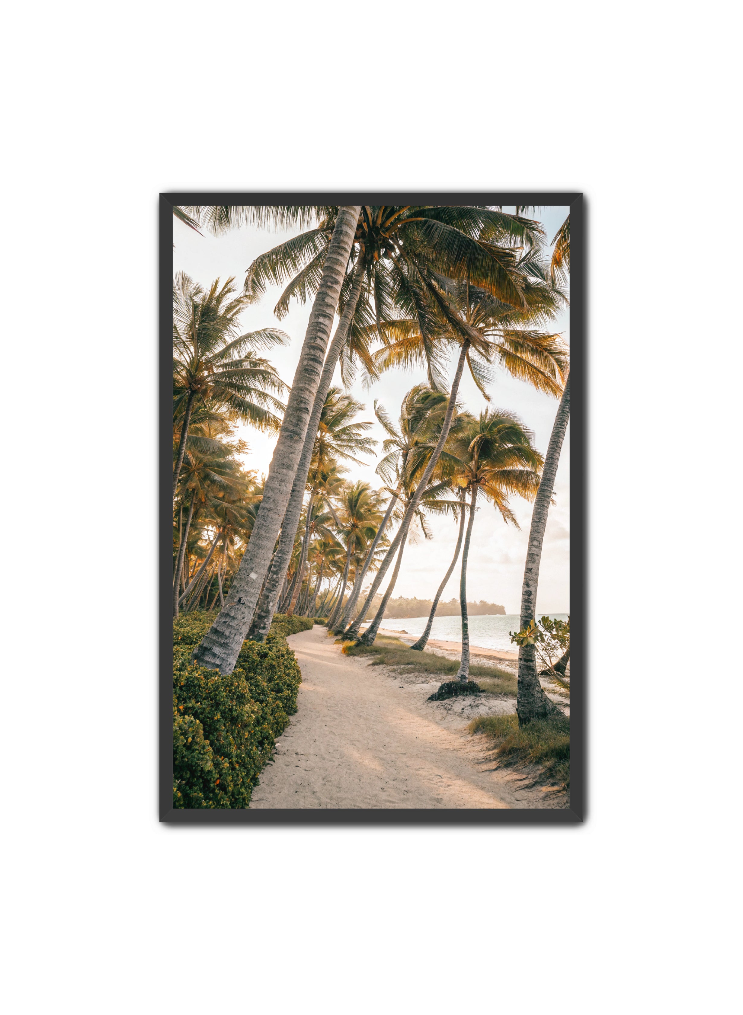 Apricus Prints Beaches 'Driftwood Dreams' Apricus Art Collection