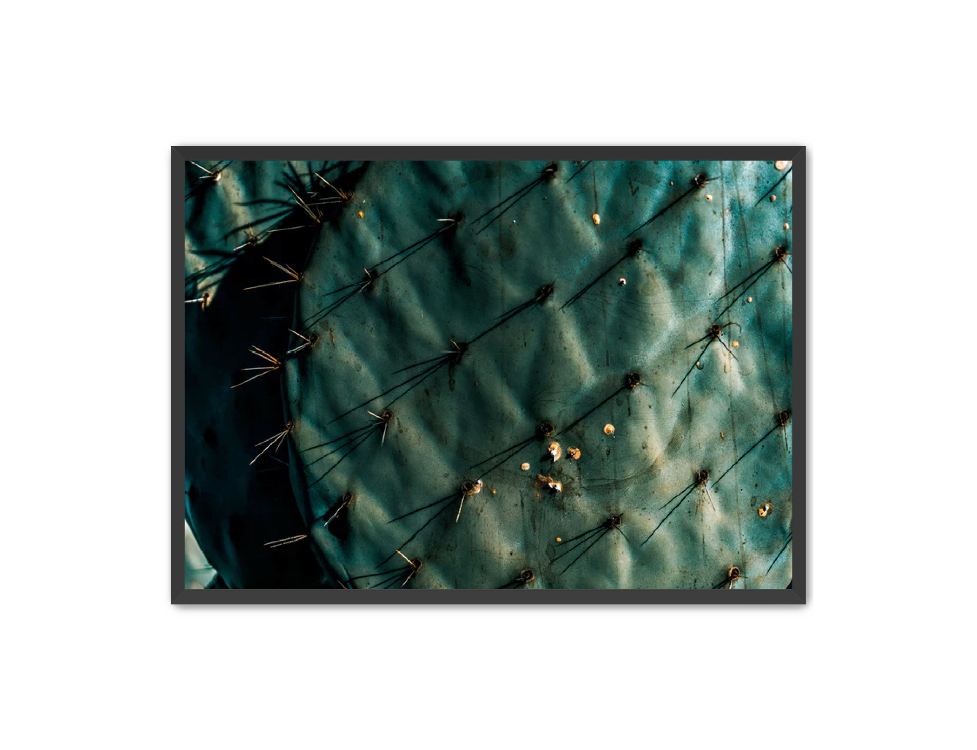 Photography Prints 'Nopal Azul' Reed Decker