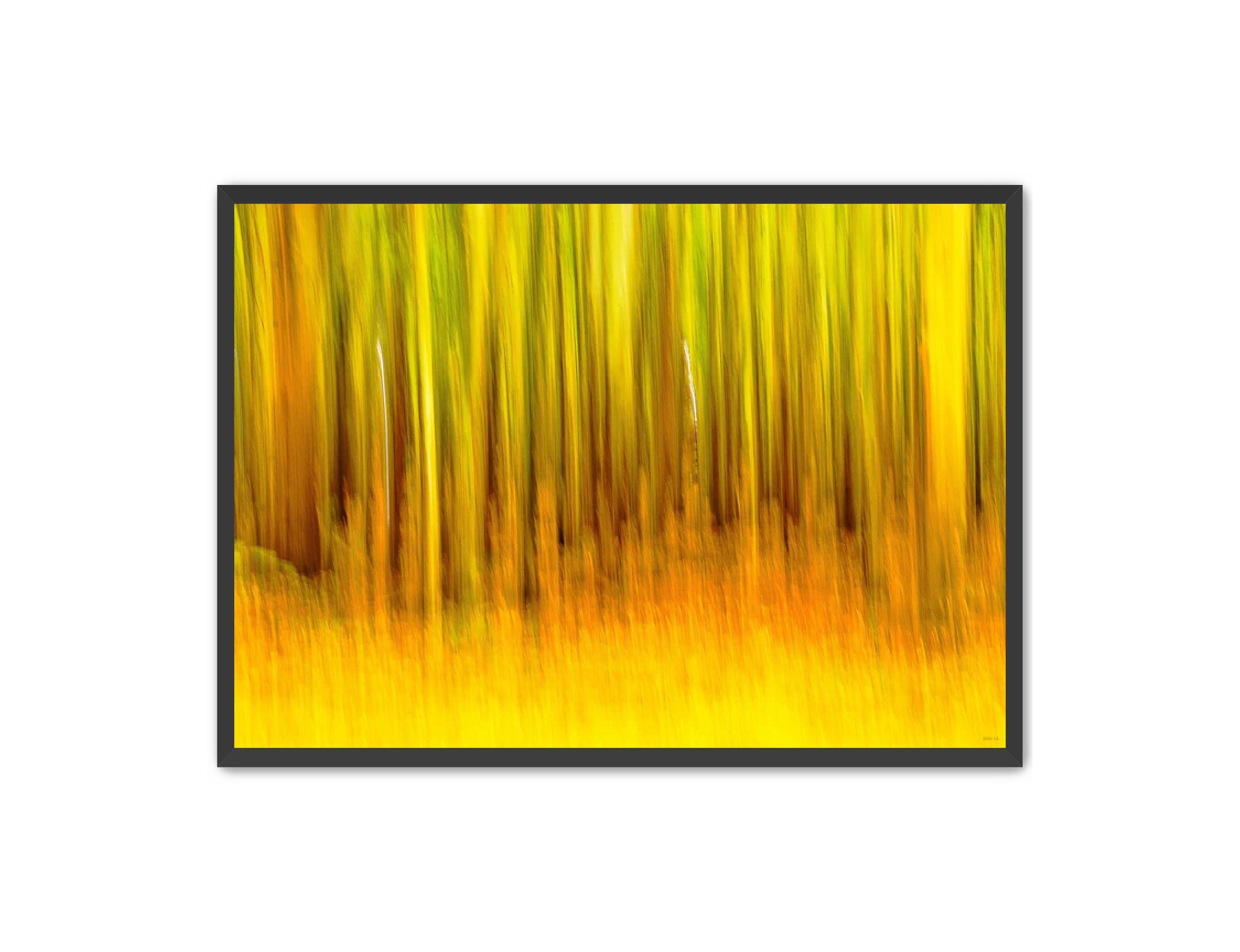 Abstract Photography Prints 'The forest' Aline Karagozlu