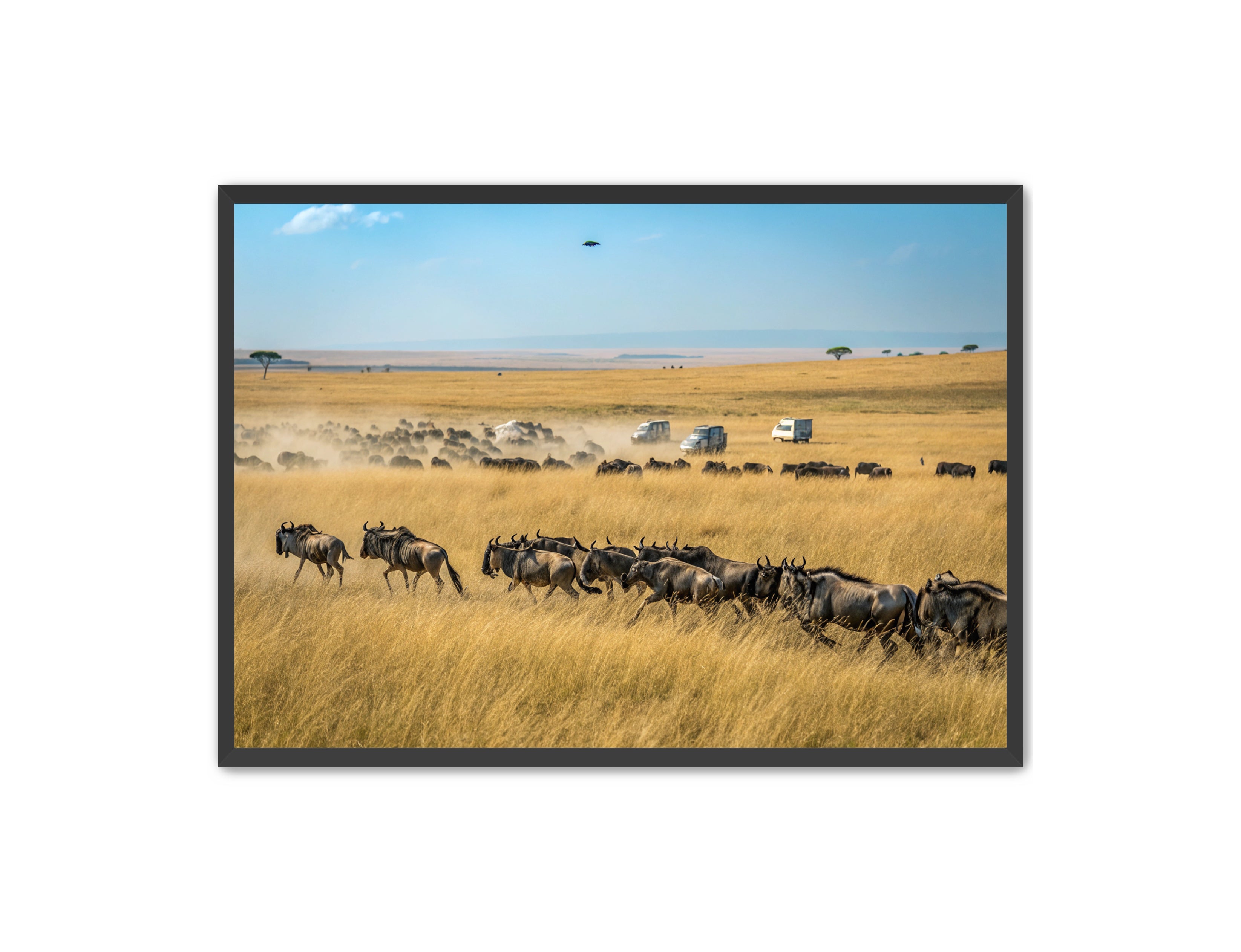 Apricus Prints 'Serengeti Stampede' Apricus Art Collection