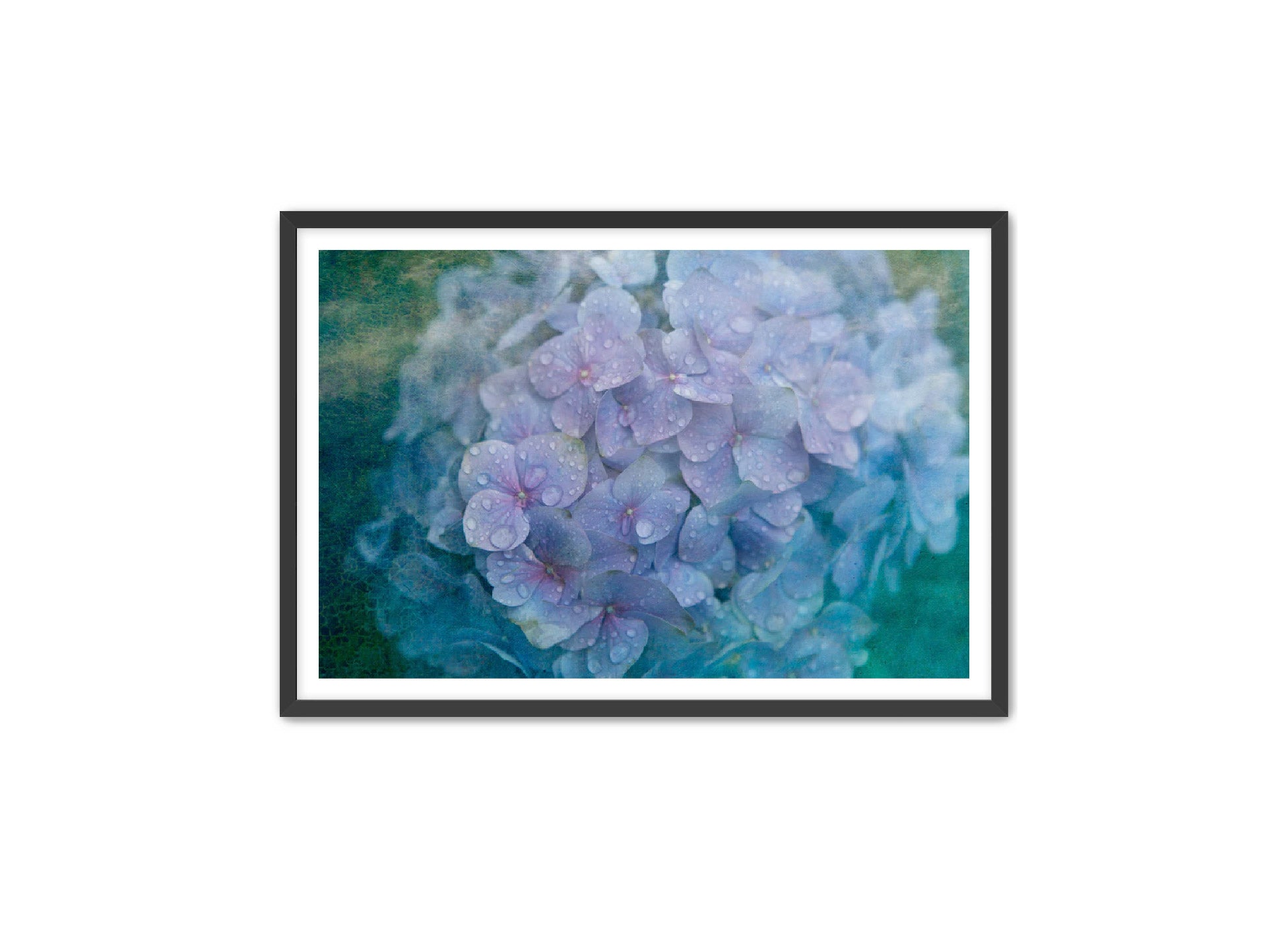 PhotoArt Prints 'HYDRANGEA' Danielle Neumann Kelly