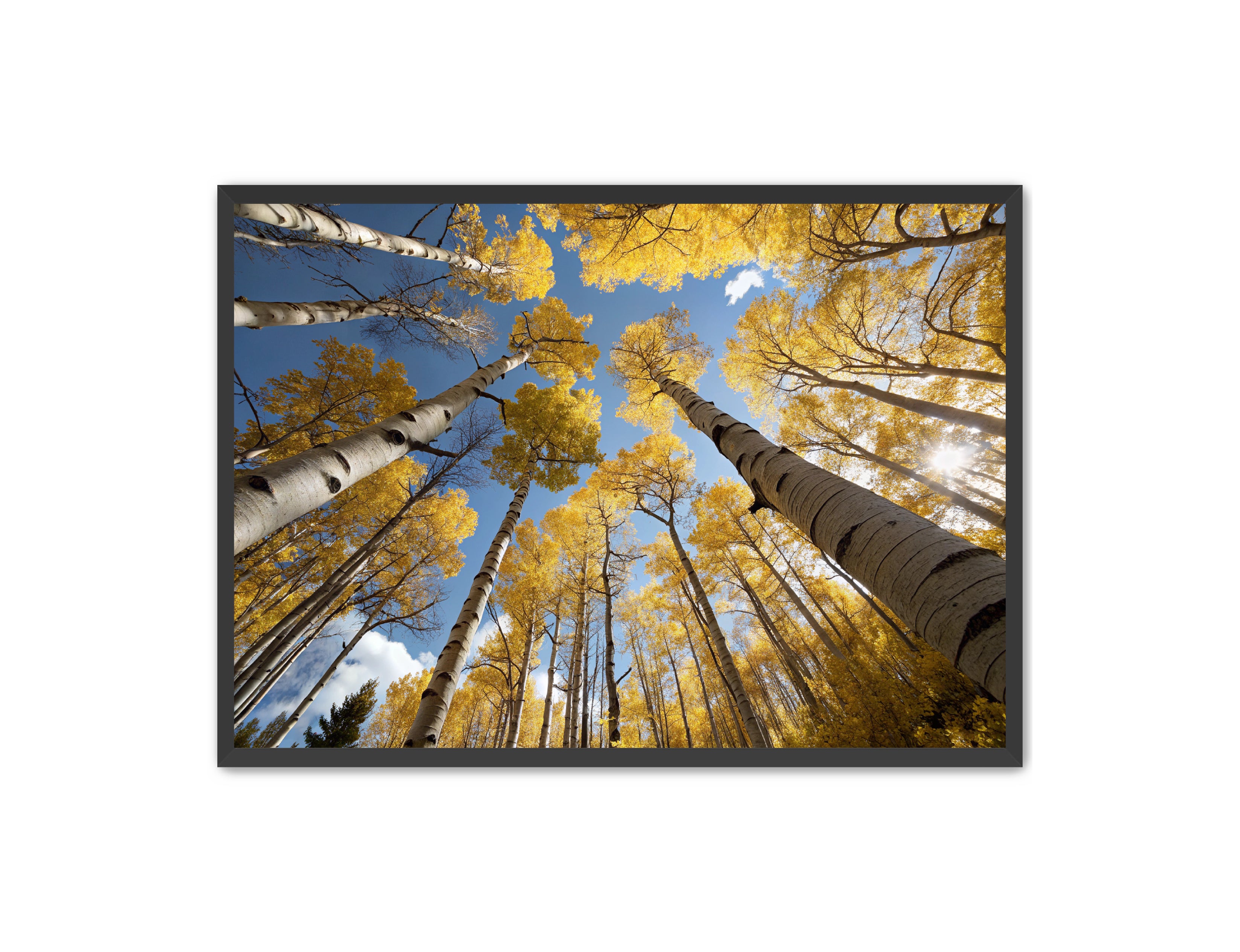 Apricus Prints 'Golden Reach' Apricus Art Collection