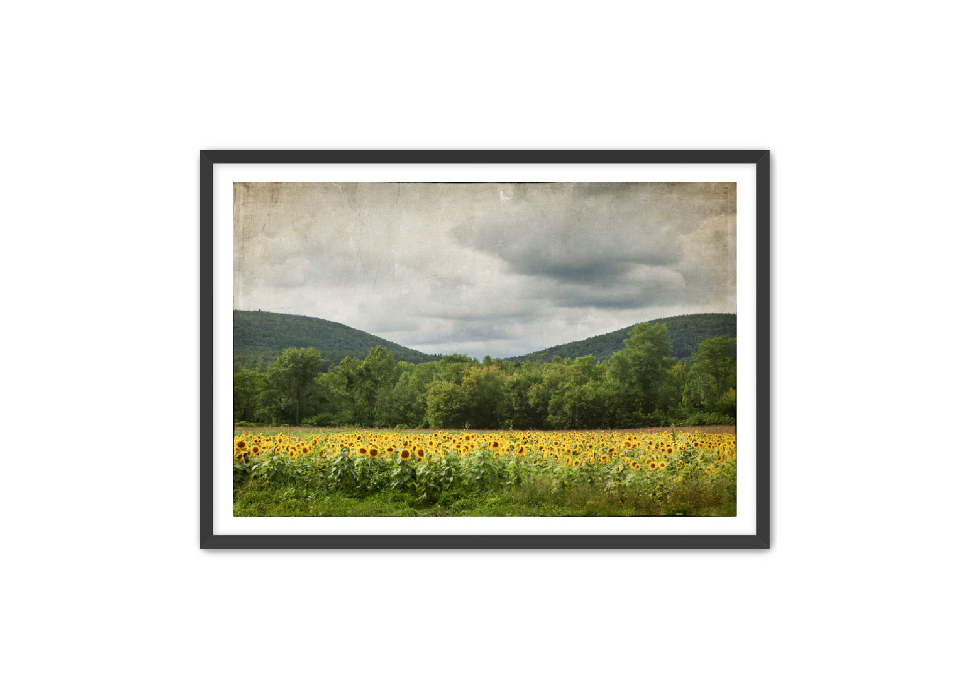 PhotoArt Prints 'SUNFLOWERS' Danielle Neumann Kelly