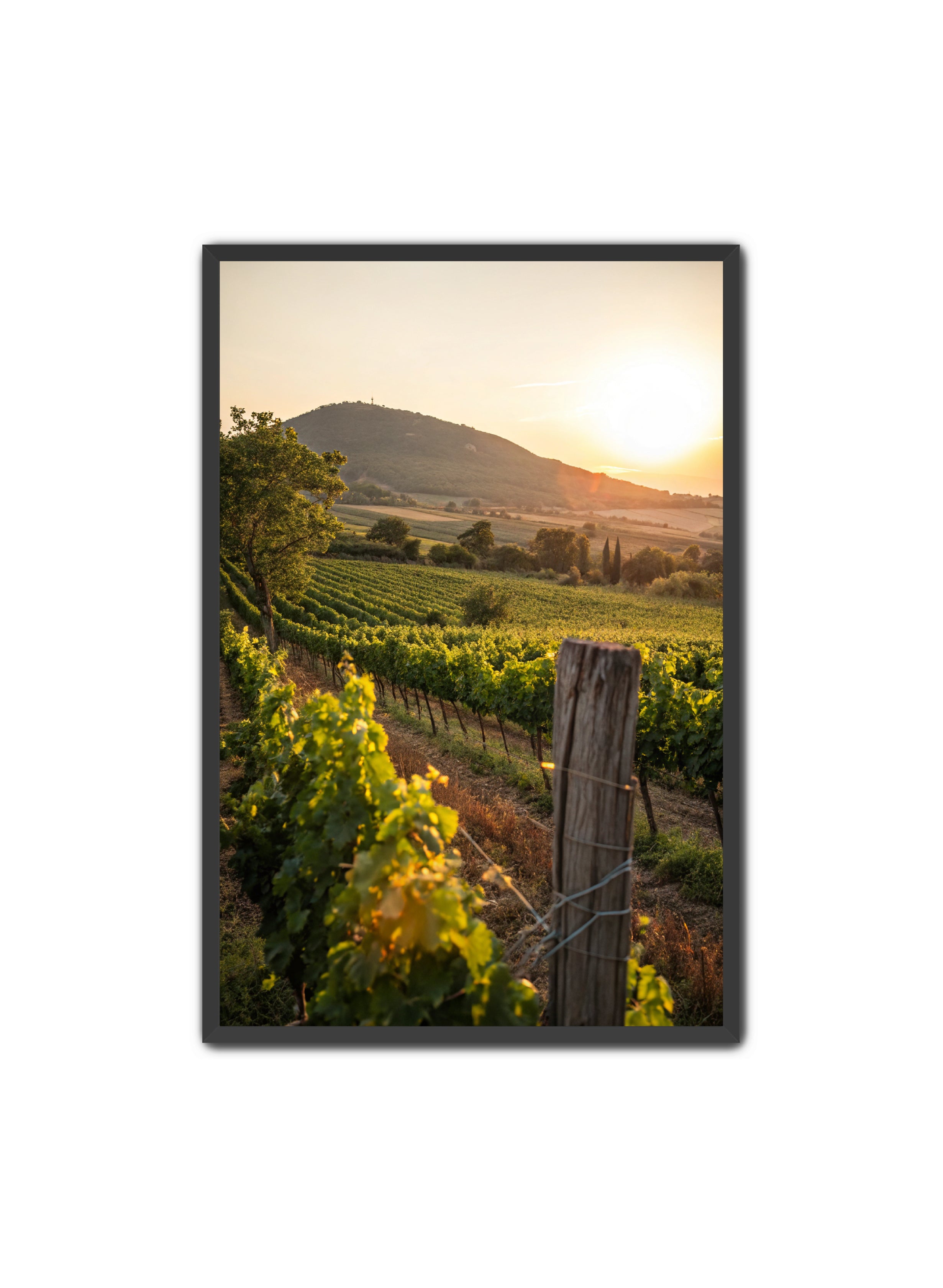 Apricus Prints 'Vines on the Vineyard' Apricus Art Collection