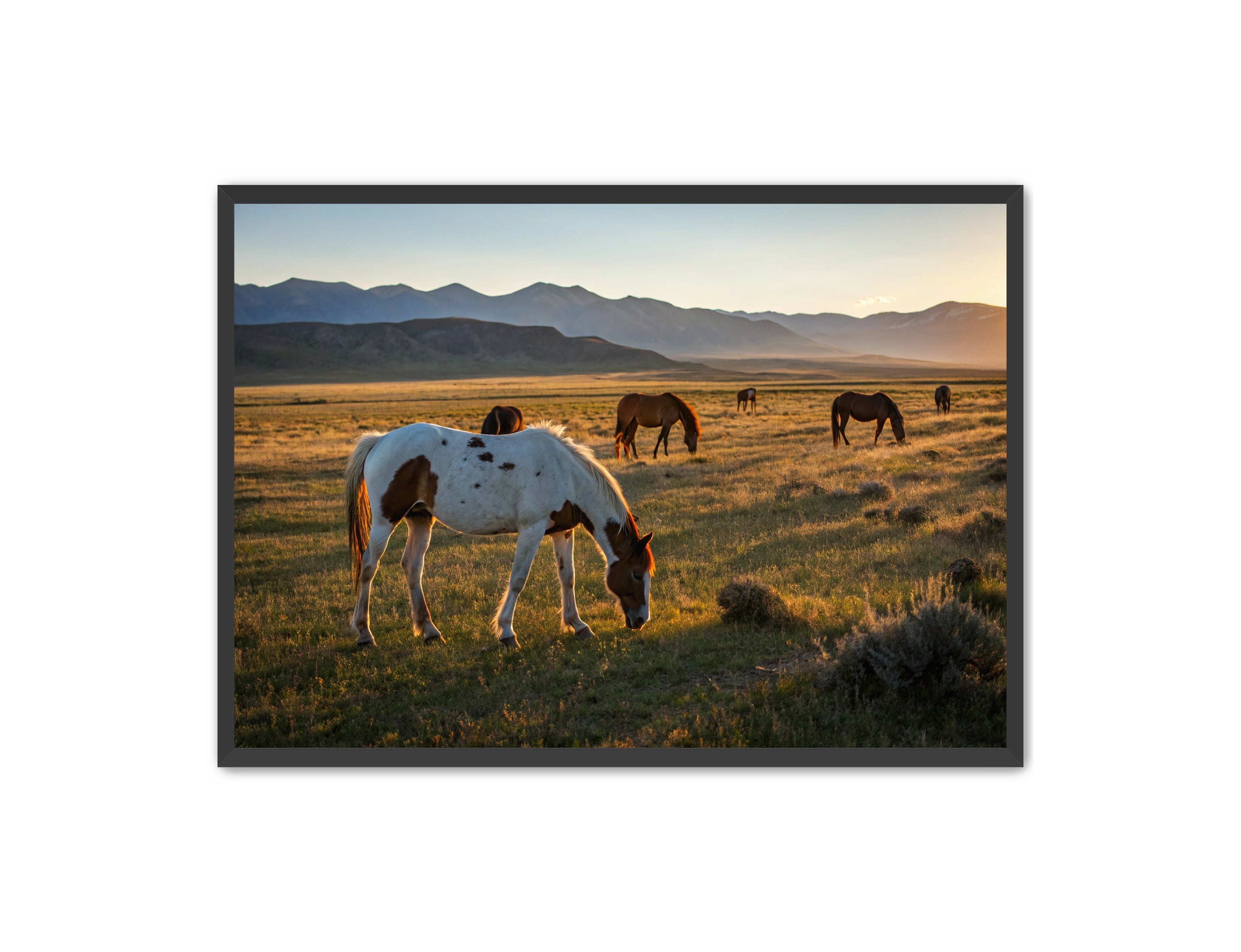 Apricus Prints Vaquero 'Evening Grazing' Apricus Art Collection