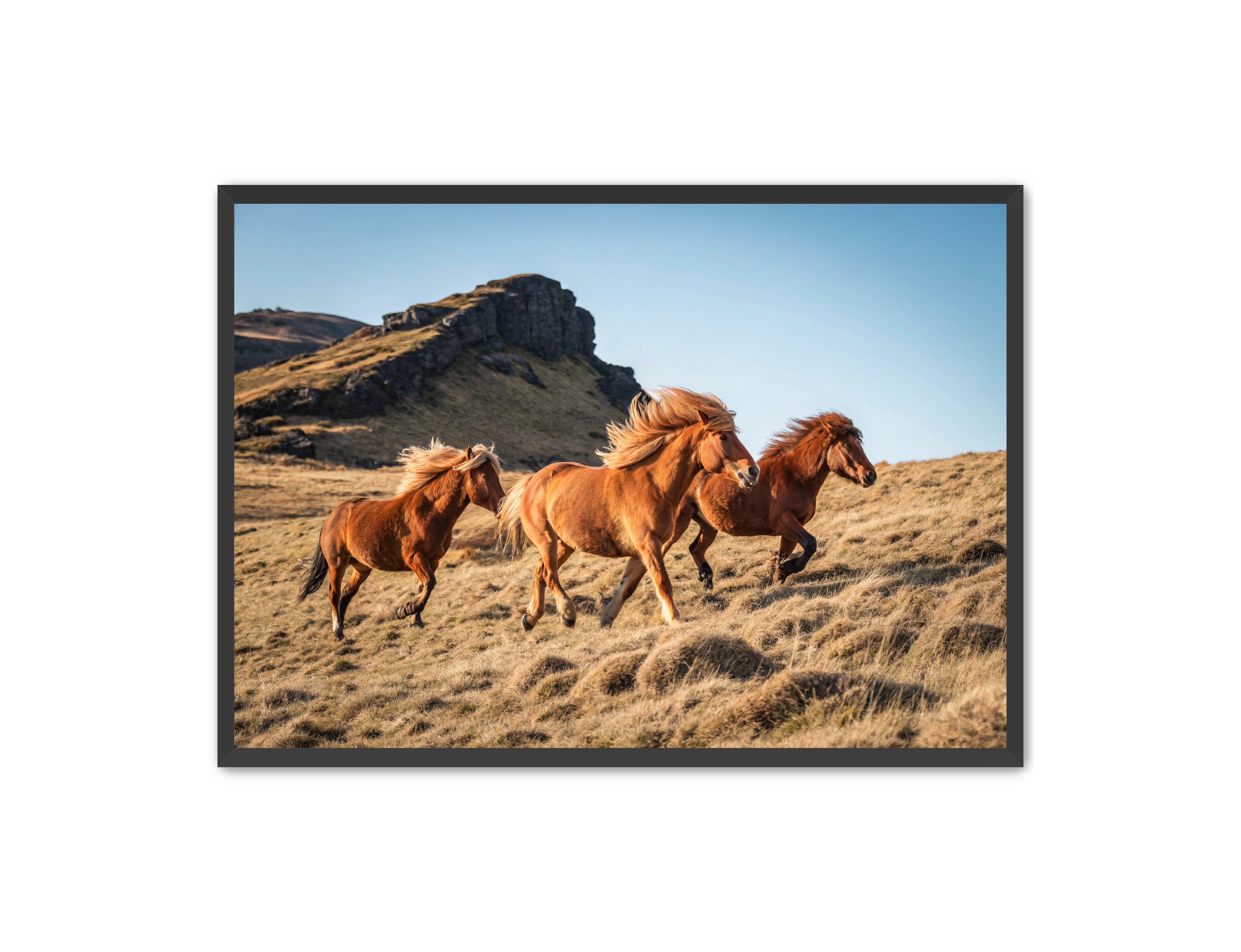 Apricus Prints Vaquero 'Wild Ponies' Apricus Art Collection