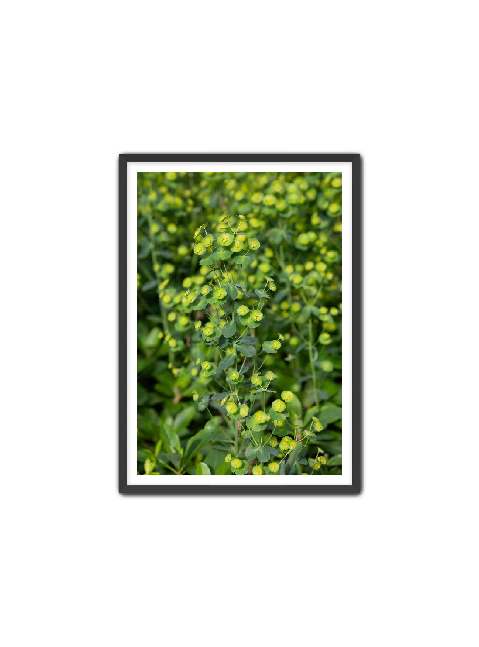 PhotoArt Prints 'GREENERY' Danielle Neumann Kelly