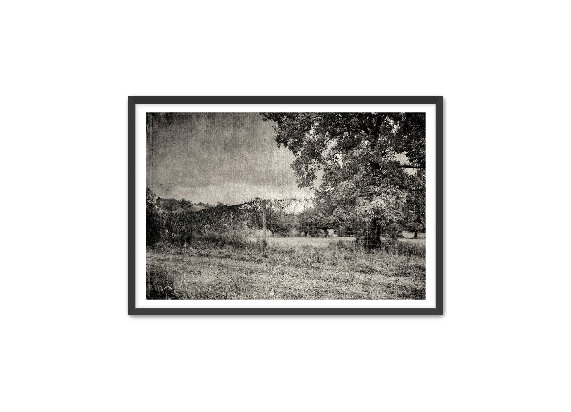 PhotoArt Prints 'ORCHARD B/W' Danielle Neumann Kelly