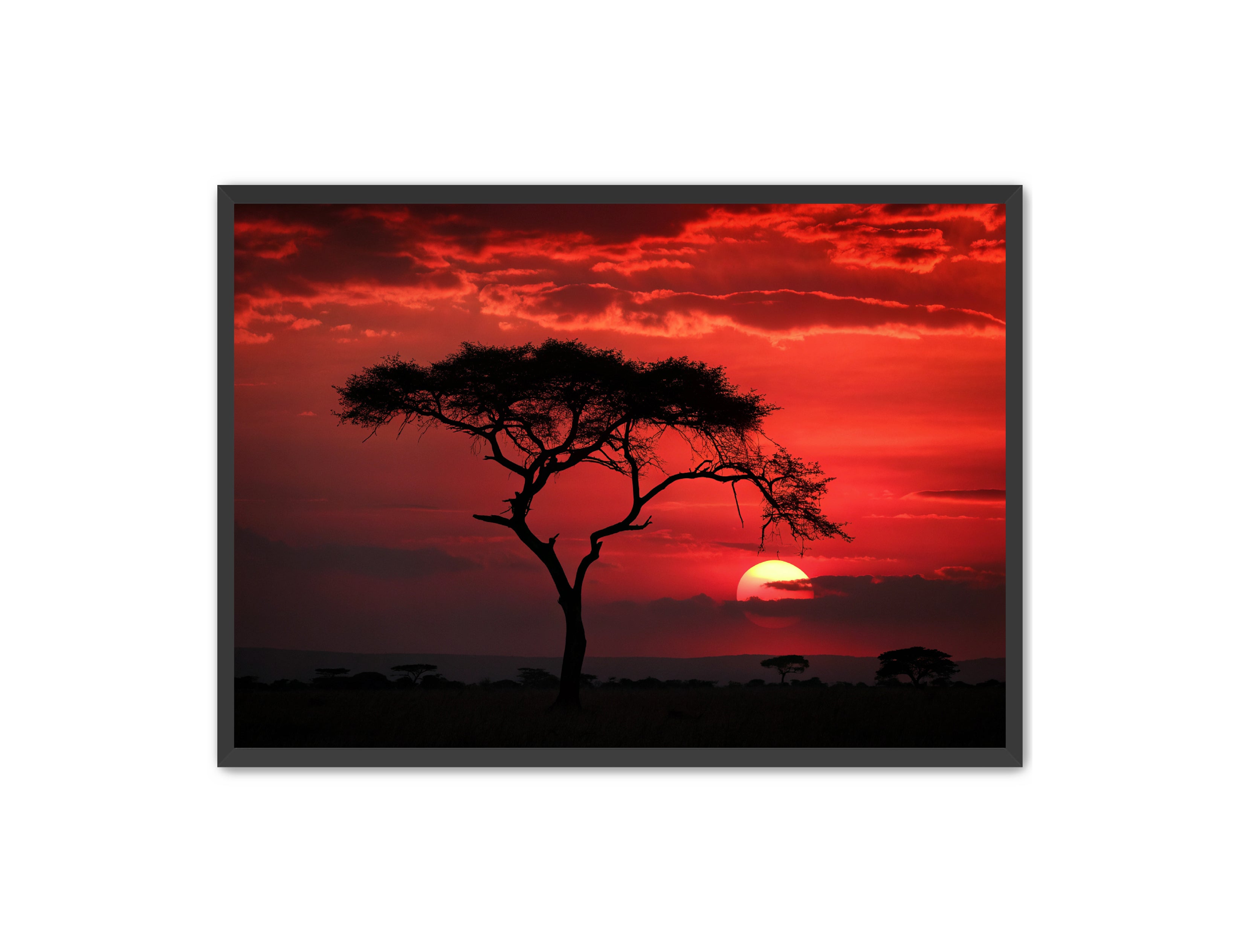 Apricus Prints 'Red Night' Apricus Art Collection