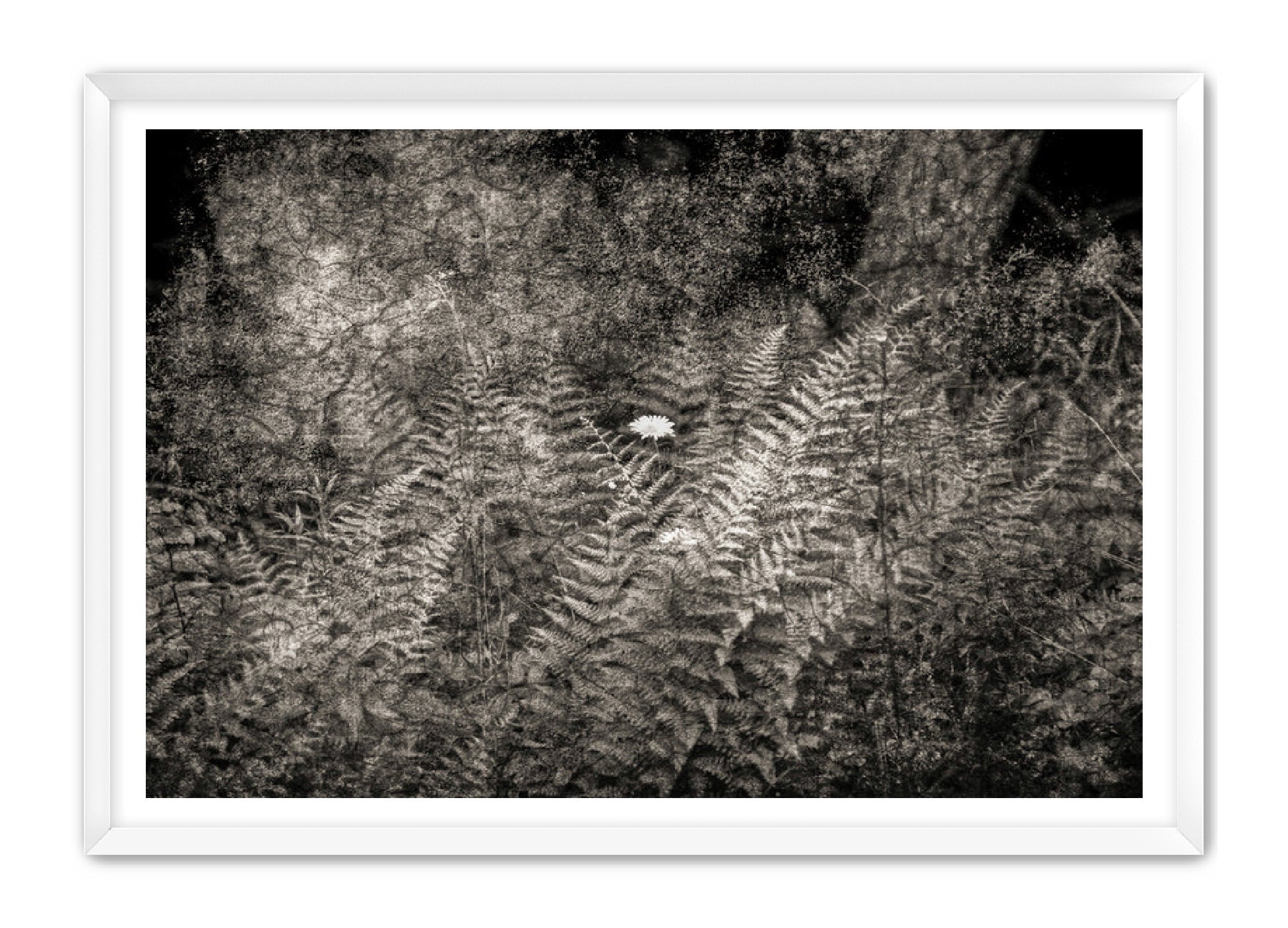 PhotoArt Prints 'FERNS' Danielle Neumann Kelly