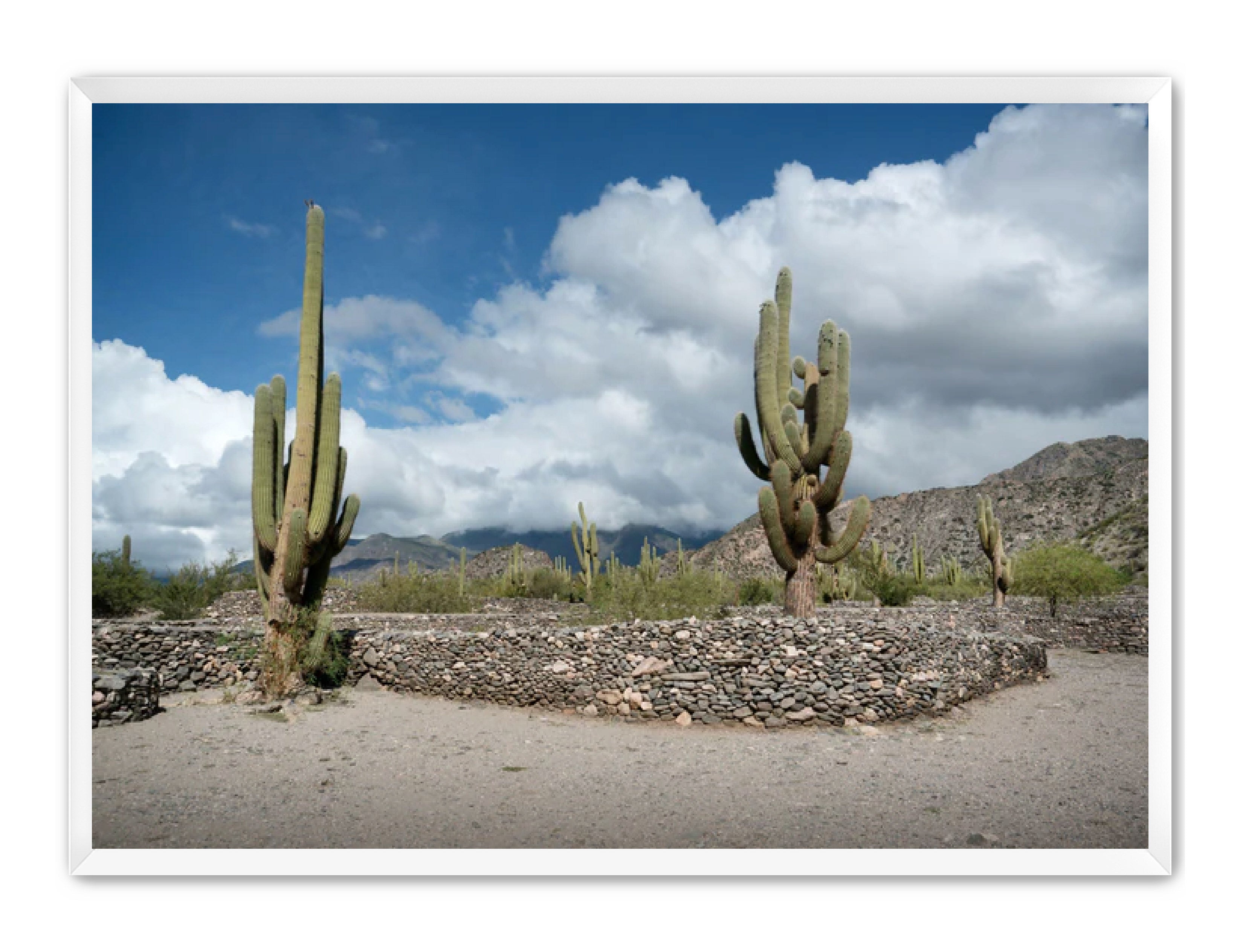 Landscape Photography Prints 'Cactus on the way' Aline Karagozlu