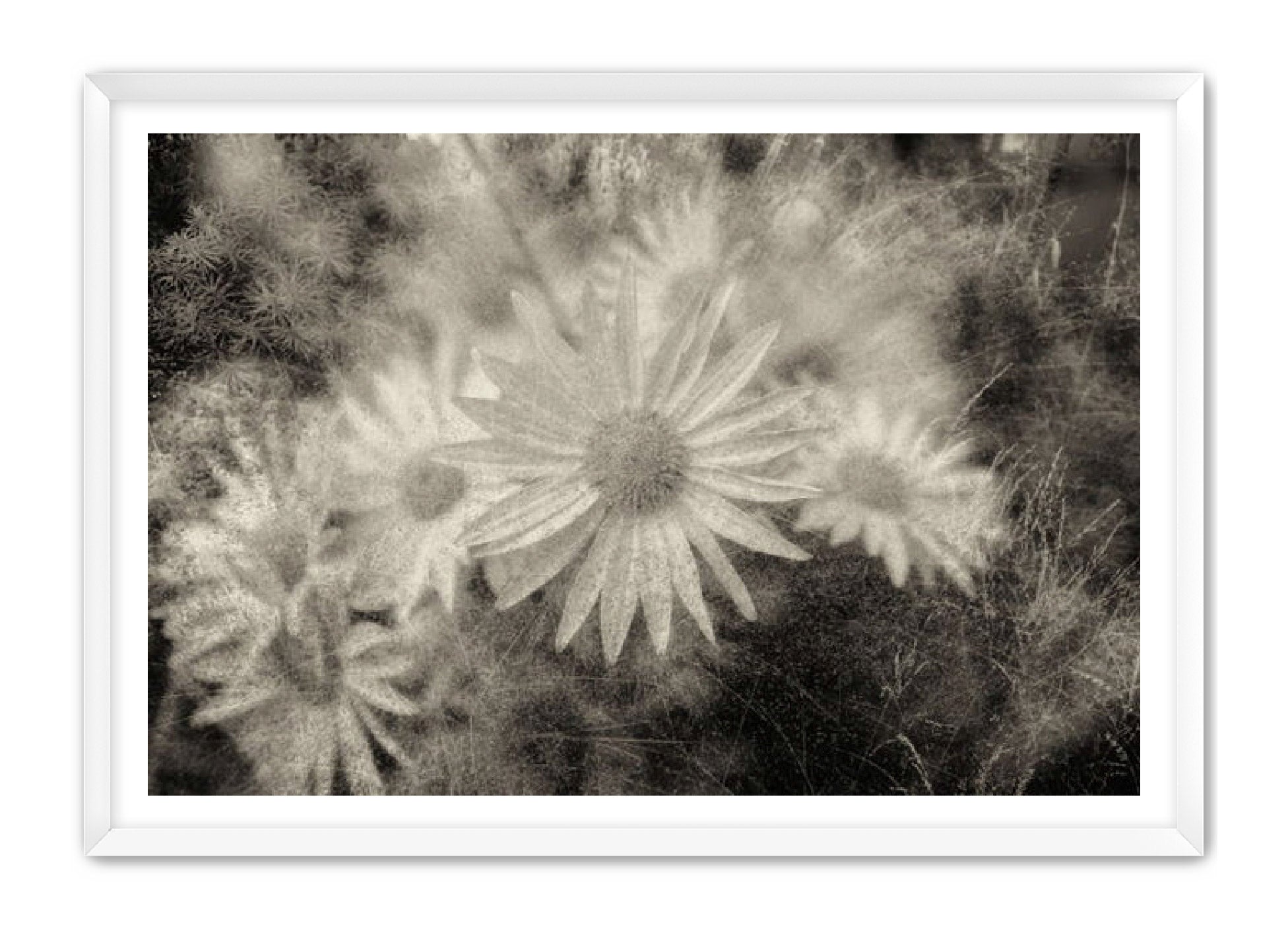 PhotoArt Prints 'DAISYS' Danielle Neumann Kelly