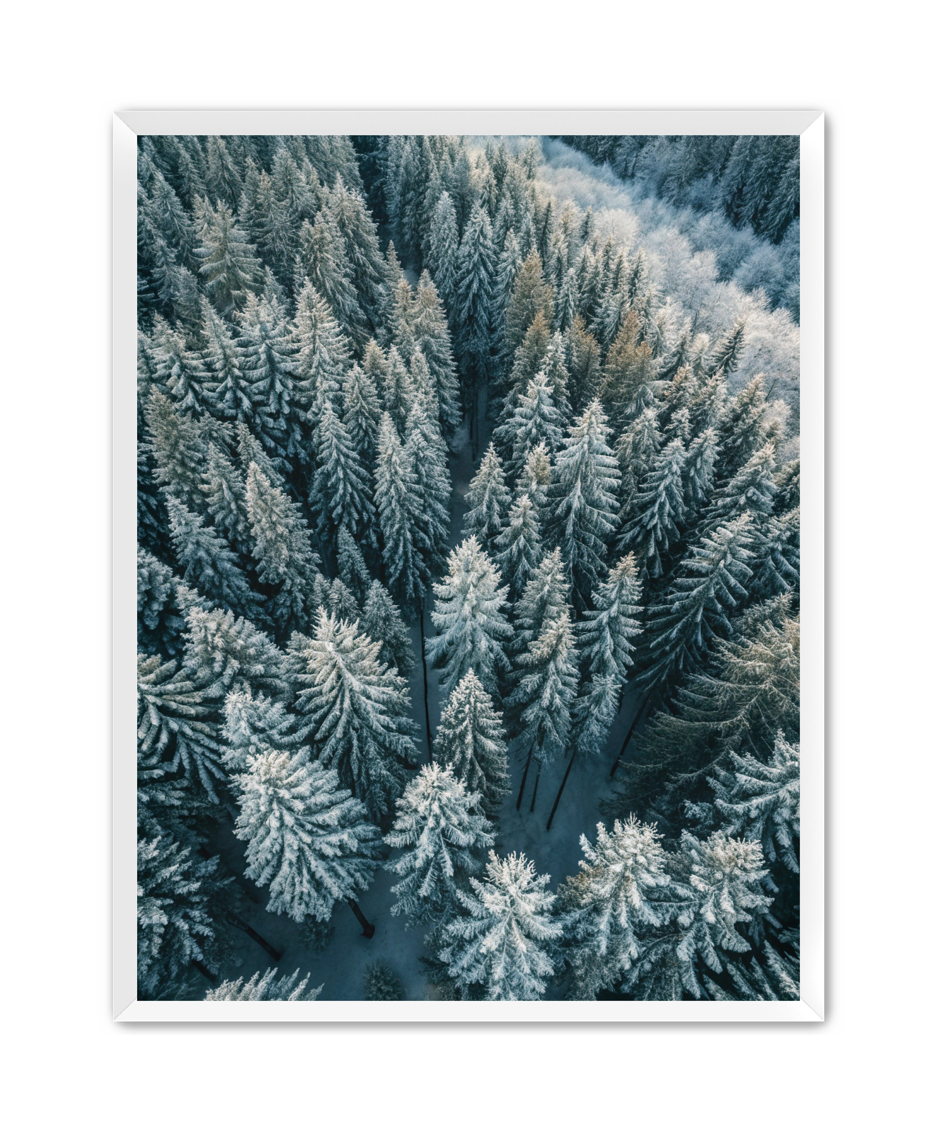 Apricus Prints Nature 'Winter Veins' Apricus Art Collection