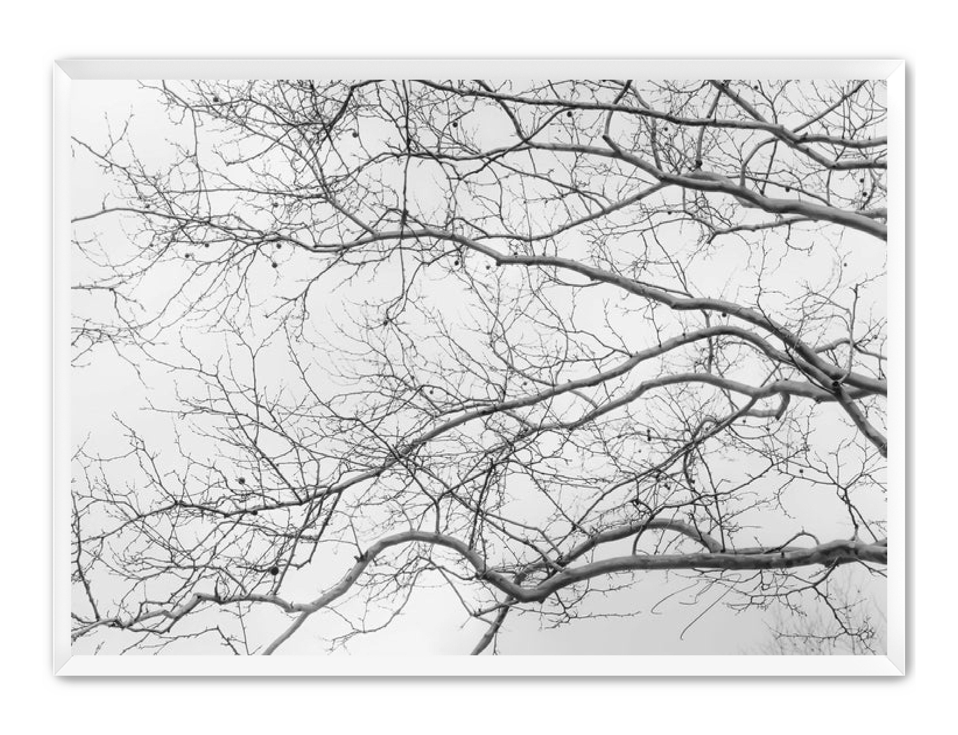 Art Contemporary Photography Prints 'Intertwined' Eric C. Jackson Studio