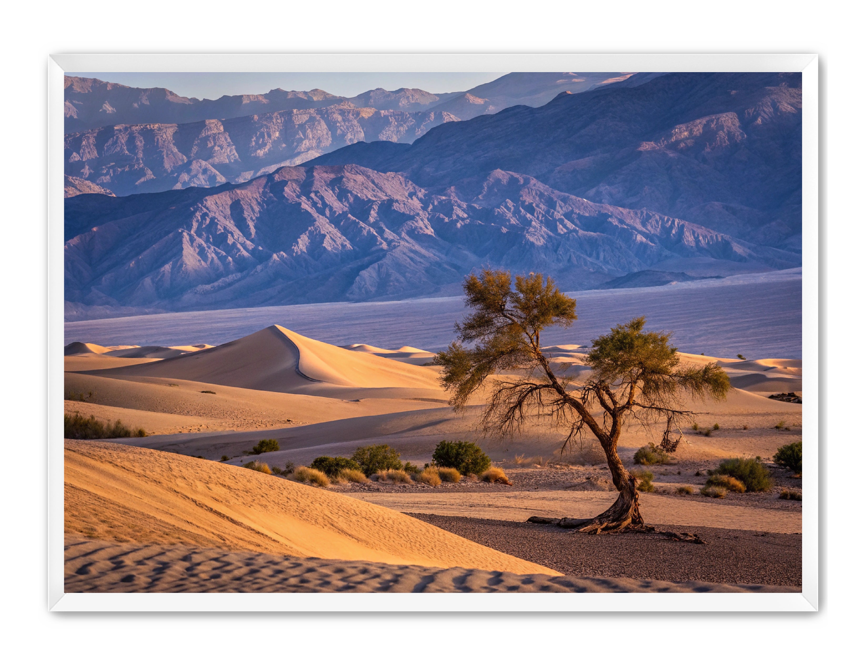 Apricus Prints 'Alone in the Desert' Apricus Art Collection