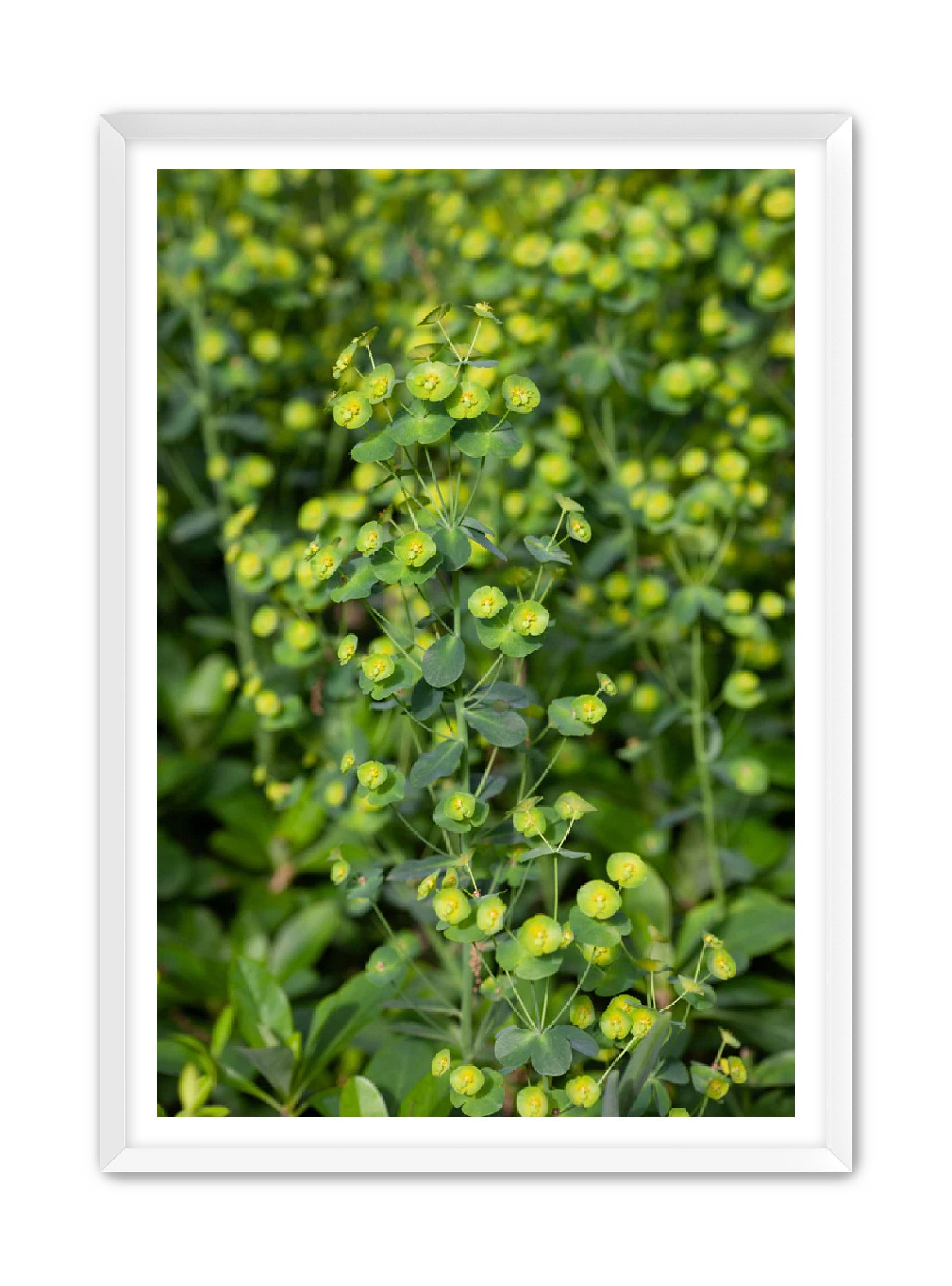 PhotoArt Prints 'GREENERY' Danielle Neumann Kelly