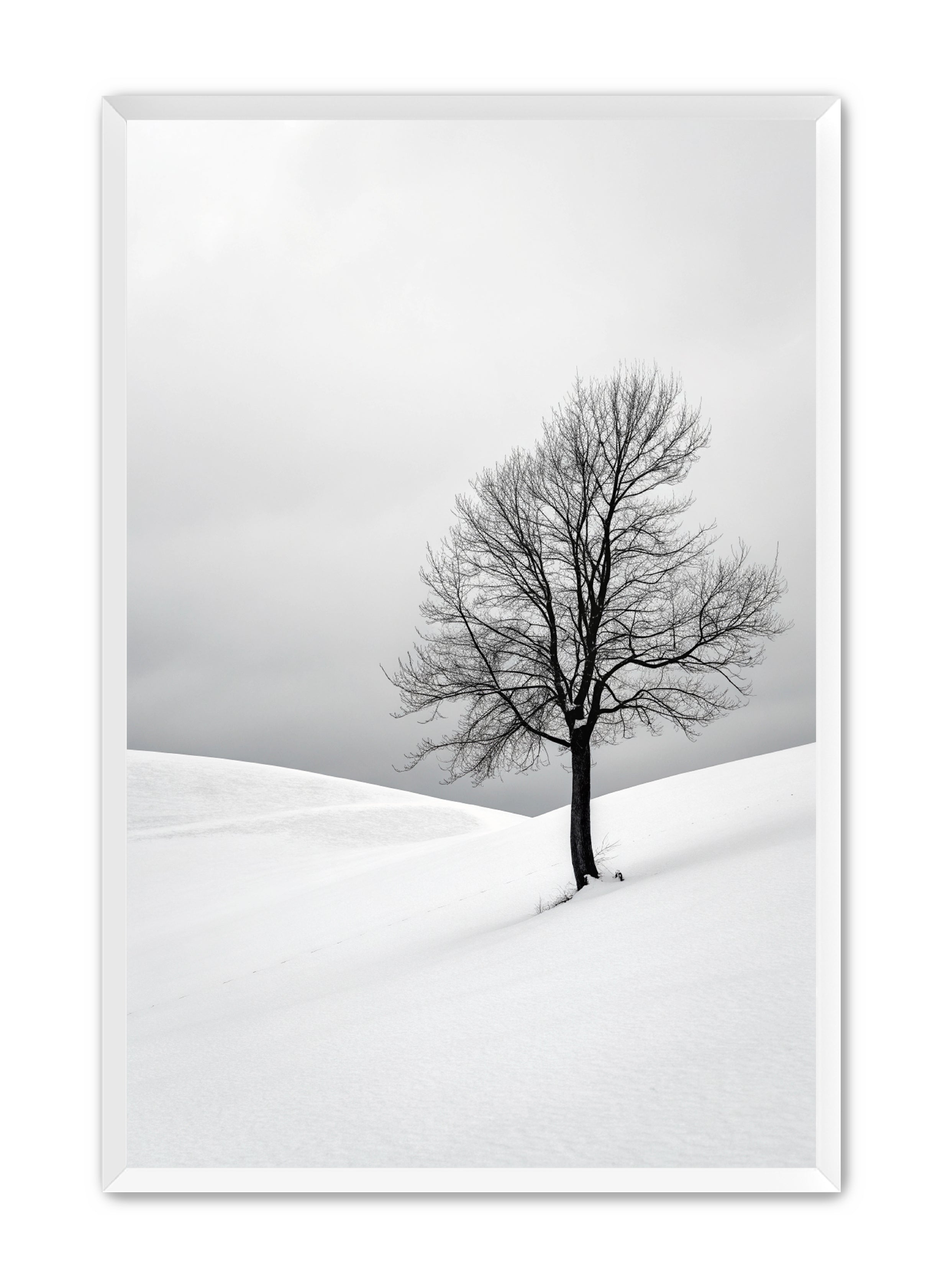 Apricus Prints 'Winter Whisper' Apricus Art Collection