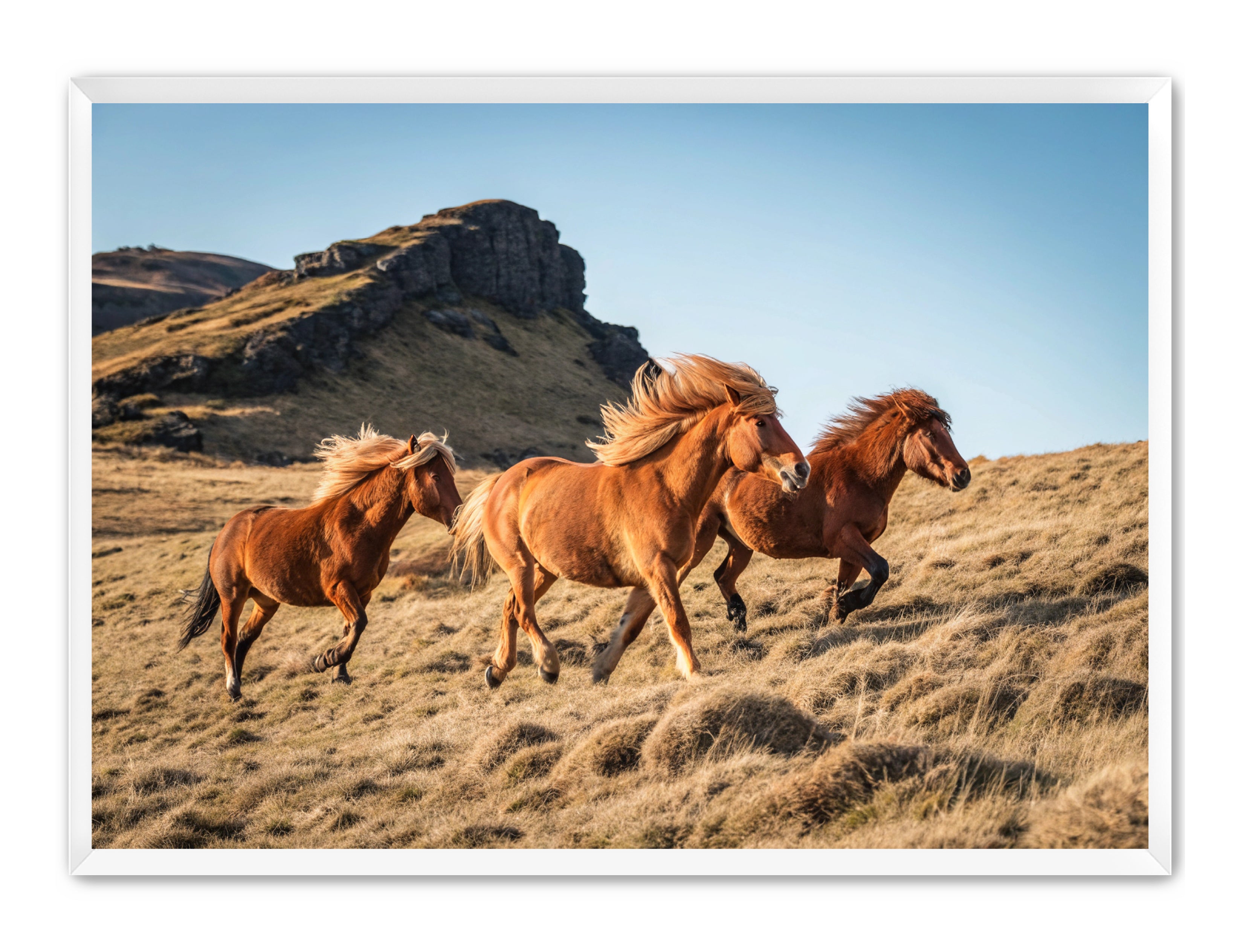 Apricus Prints Vaquero 'Wild Ponies' Apricus Art Collection