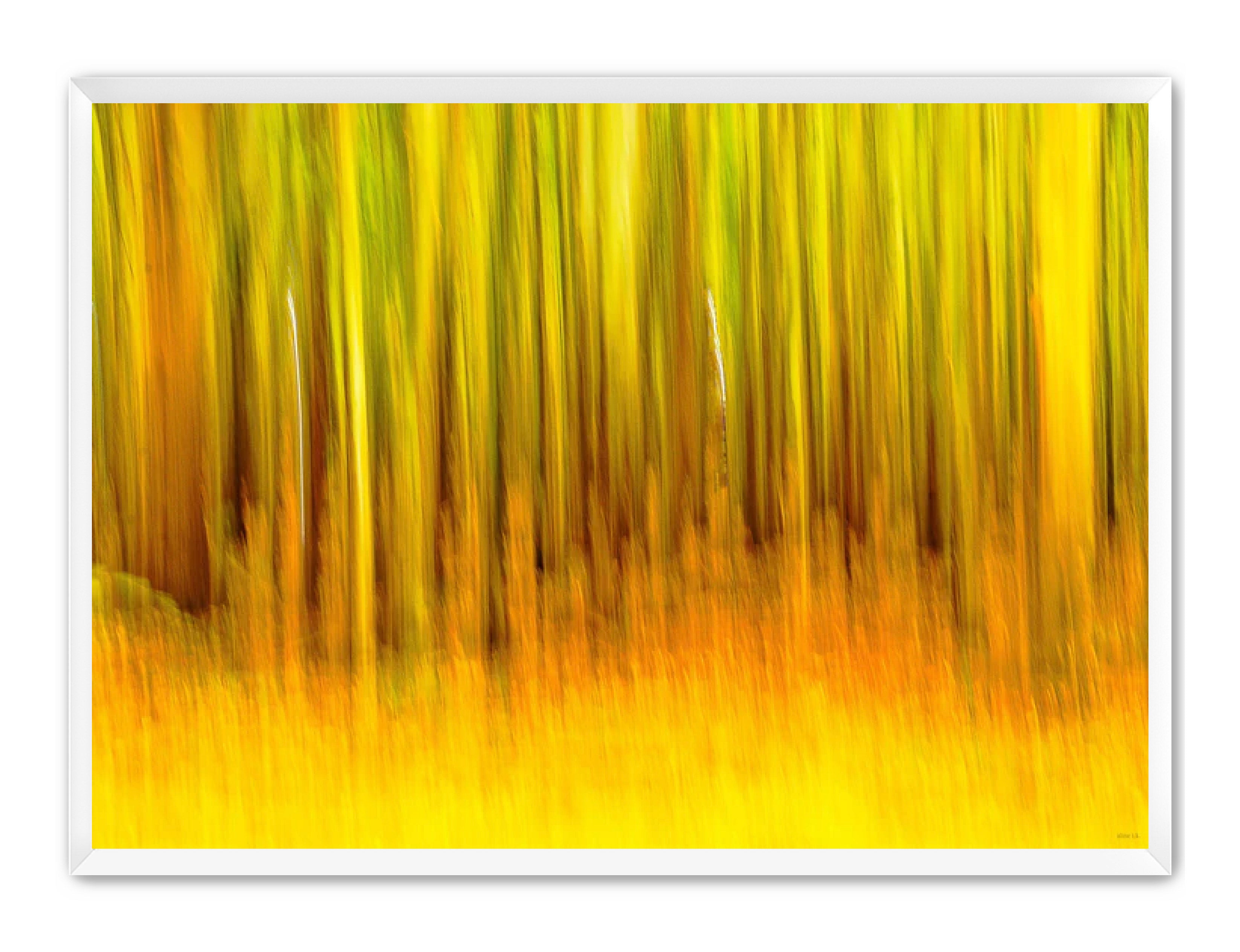 Abstract Photography Prints 'The forest' Aline Karagozlu