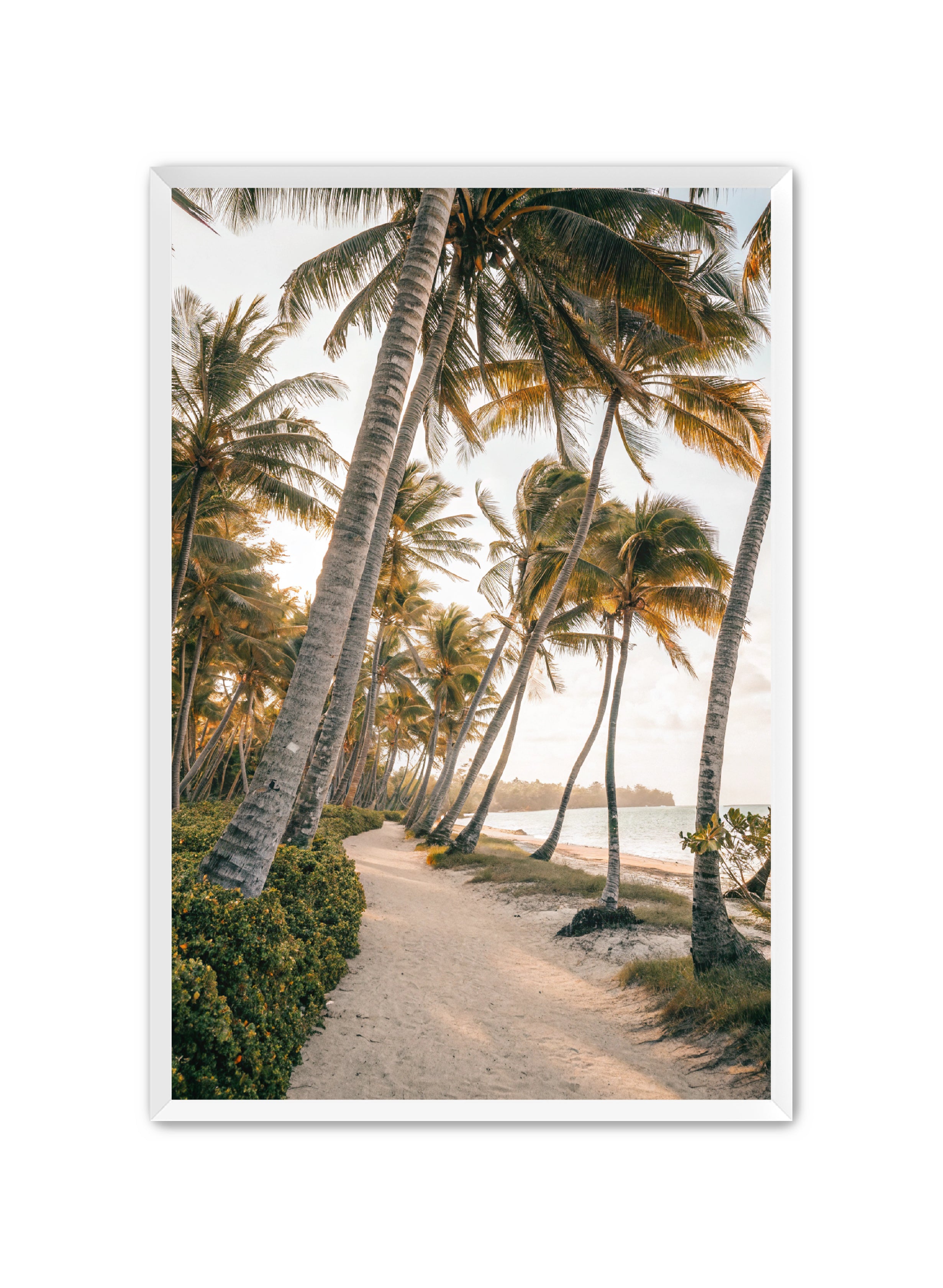 Apricus Prints Beaches 'Driftwood Dreams' Apricus Art Collection