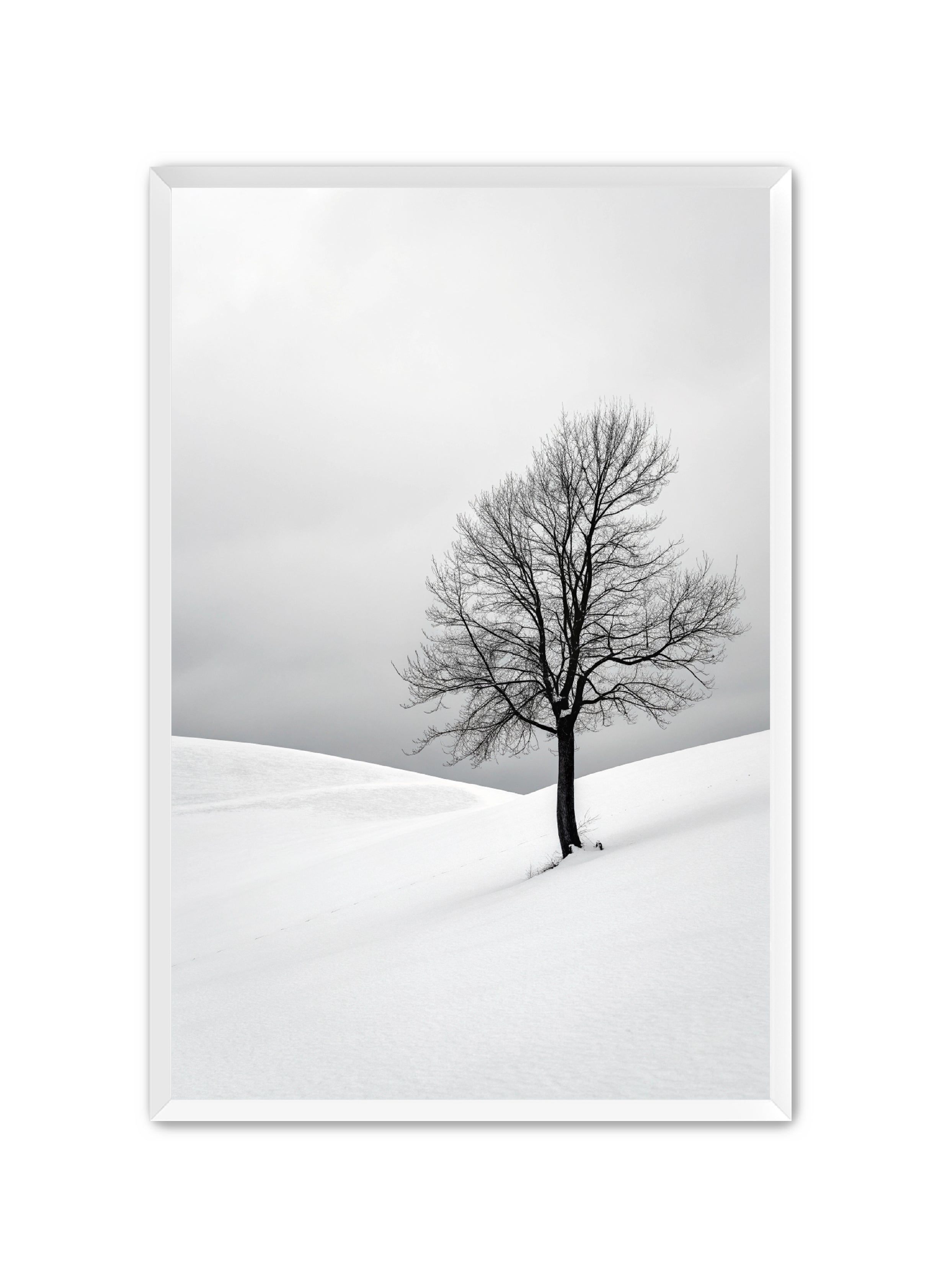 Apricus Prints 'Winter Whisper' Apricus Art Collection