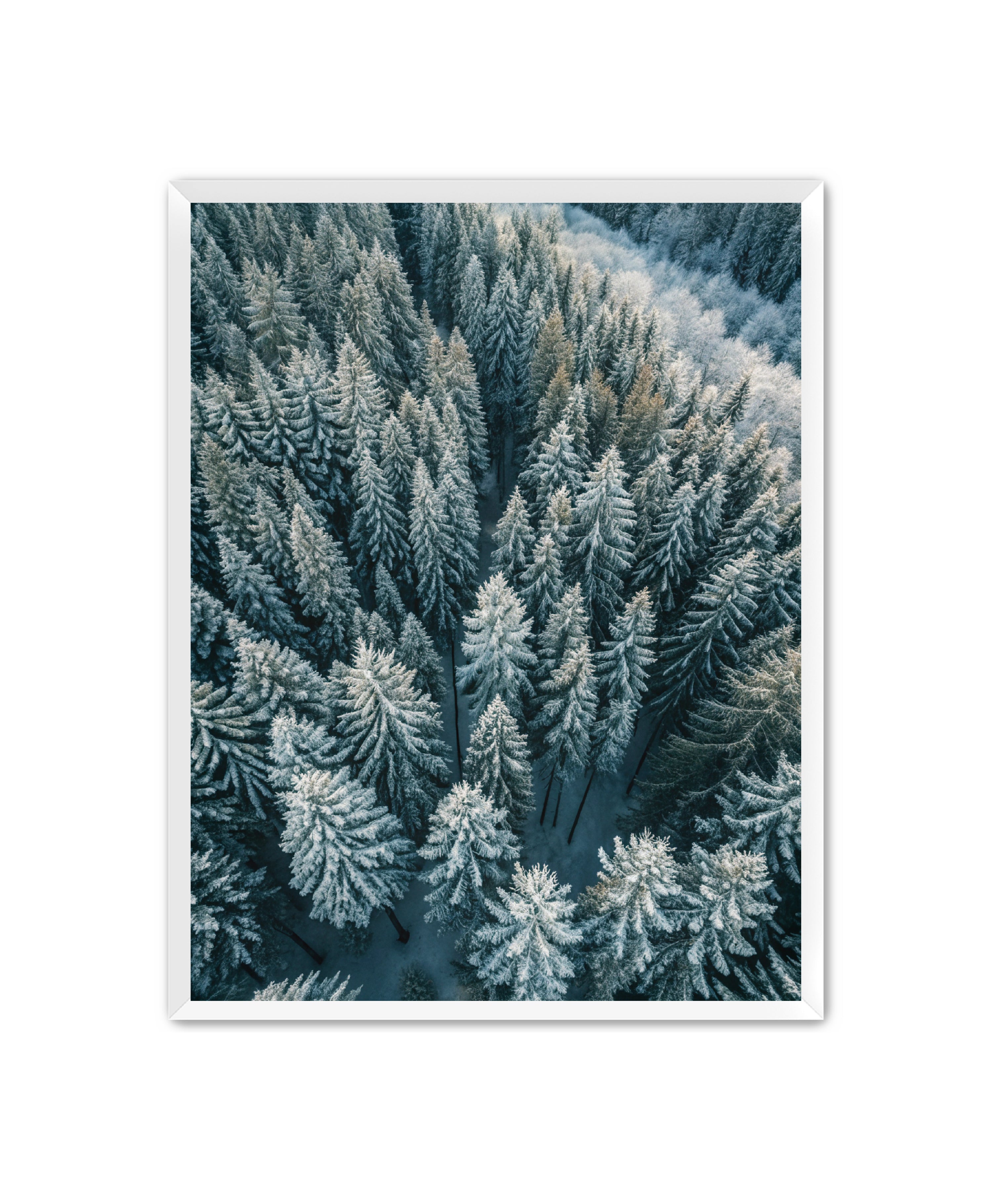 Apricus Prints Nature 'Winter Veins' Apricus Art Collection