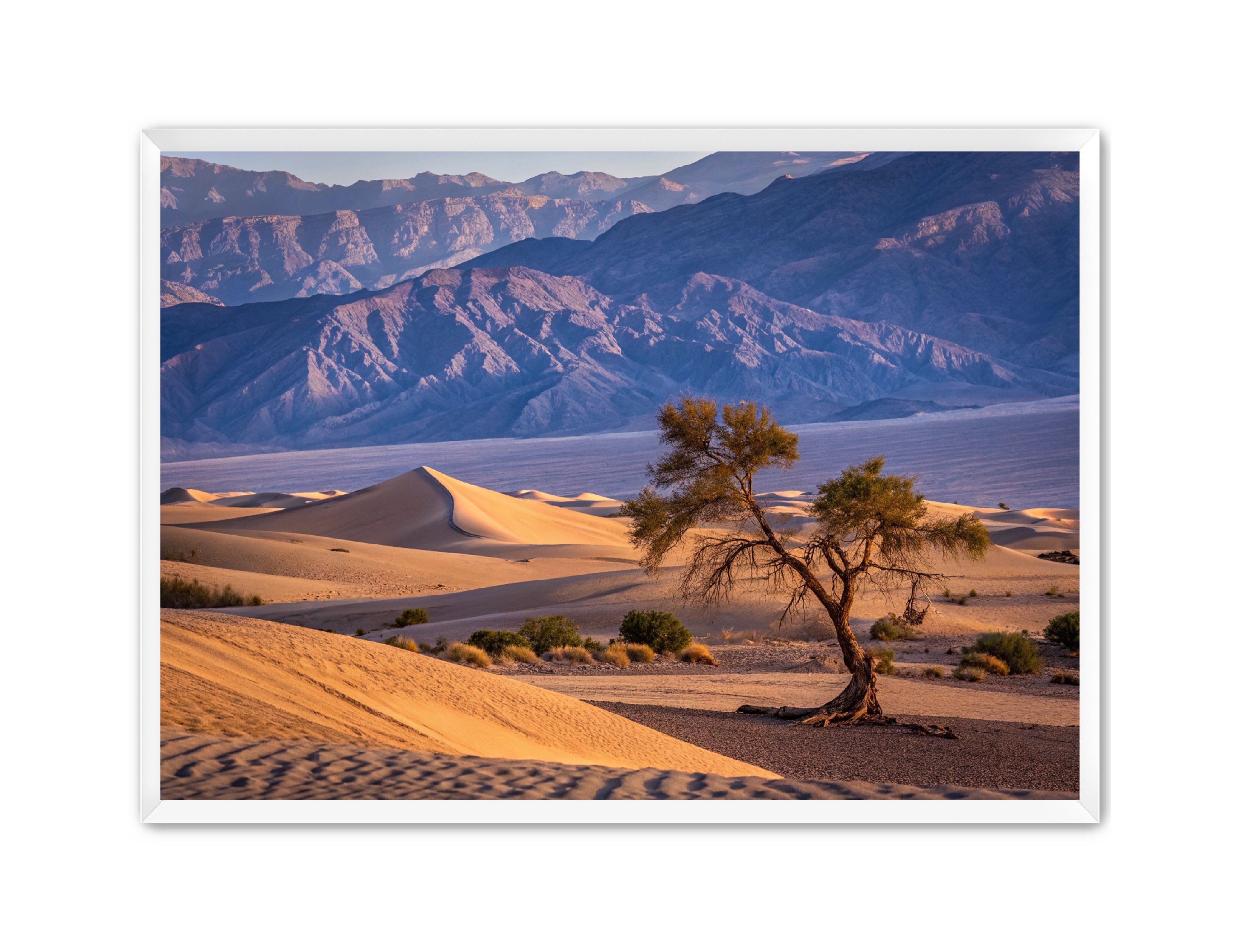 Apricus Prints 'Alone in the Desert' Apricus Art Collection