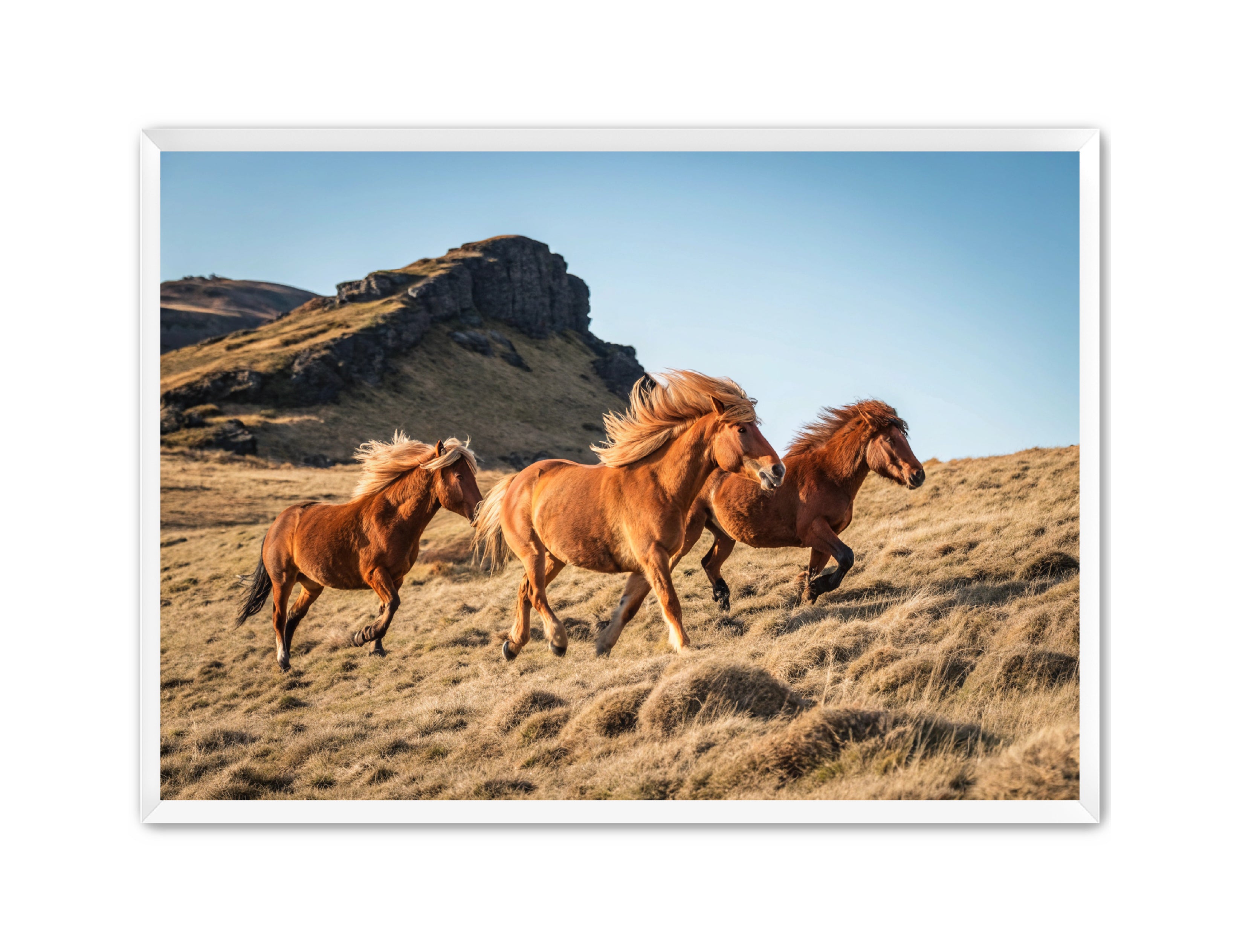 Apricus Prints Vaquero 'Wild Ponies' Apricus Art Collection