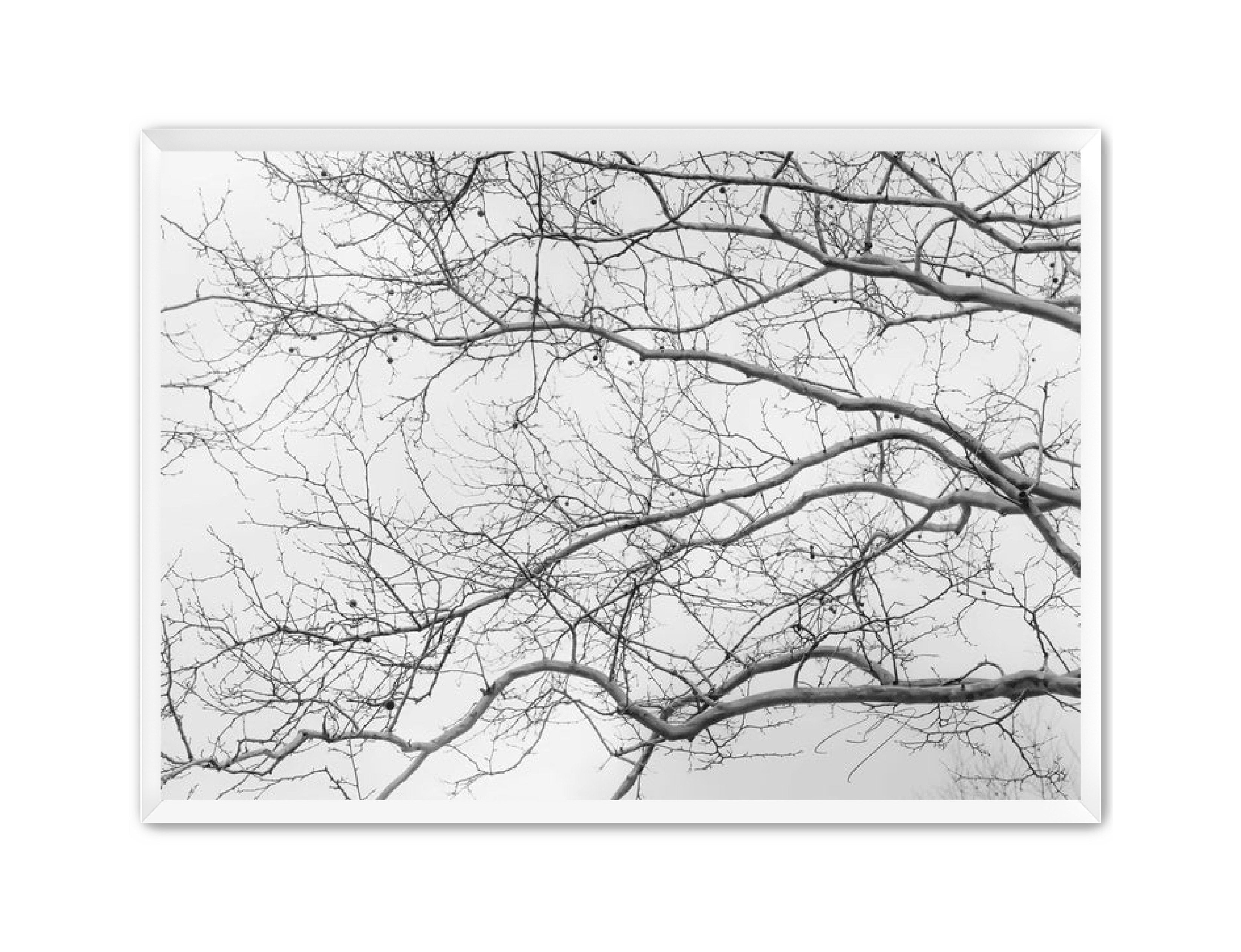 Art Contemporary Photography Prints 'Intertwined' Eric C. Jackson Studio