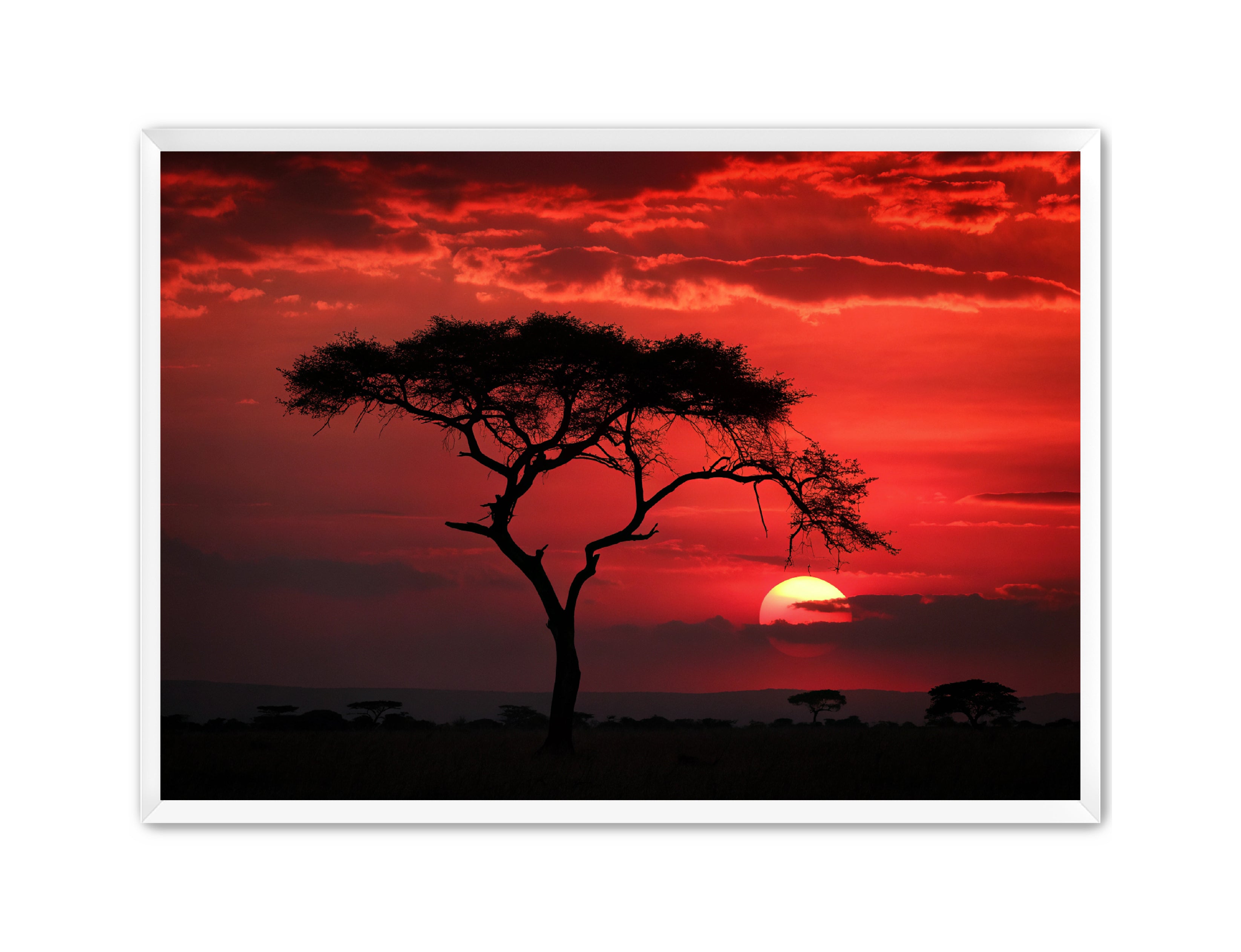 Apricus Prints 'Red Night' Apricus Art Collection