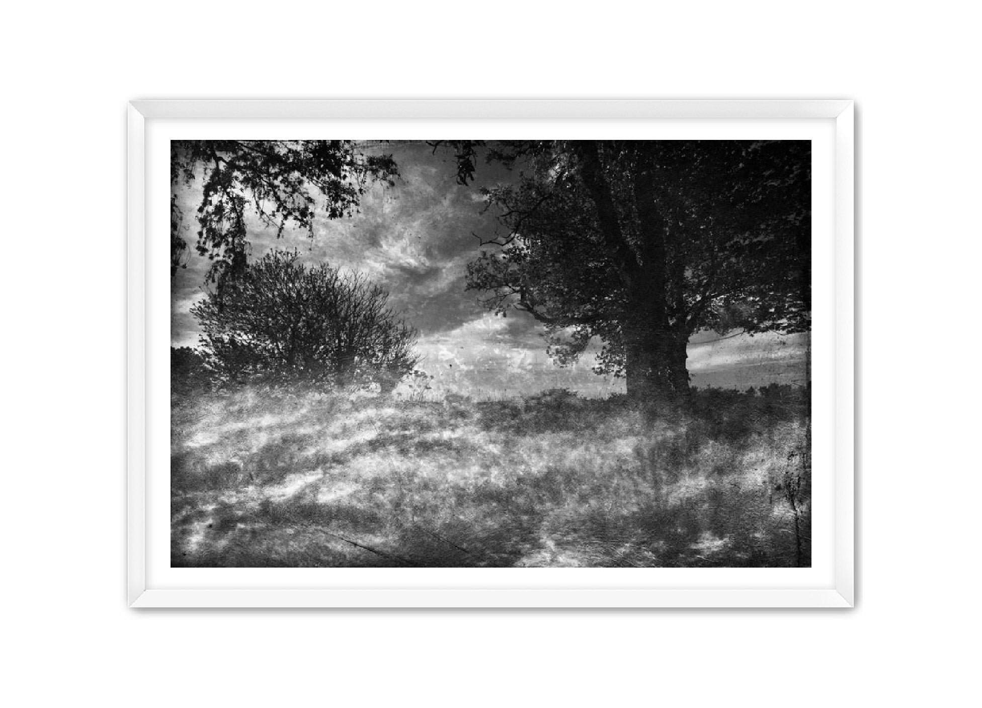 PhotoArt Prints 'CLOUDS IN TREES' Danielle Neumann Kelly