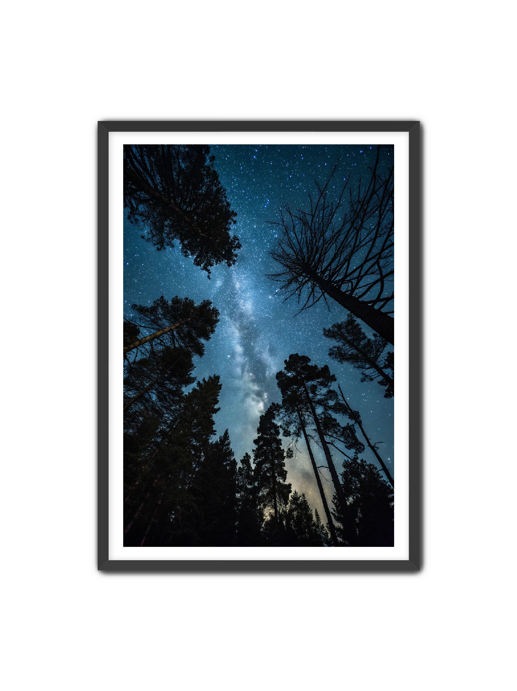 Apricus Prints 'Peace Beneath The Canopy' Apricus Art Collection