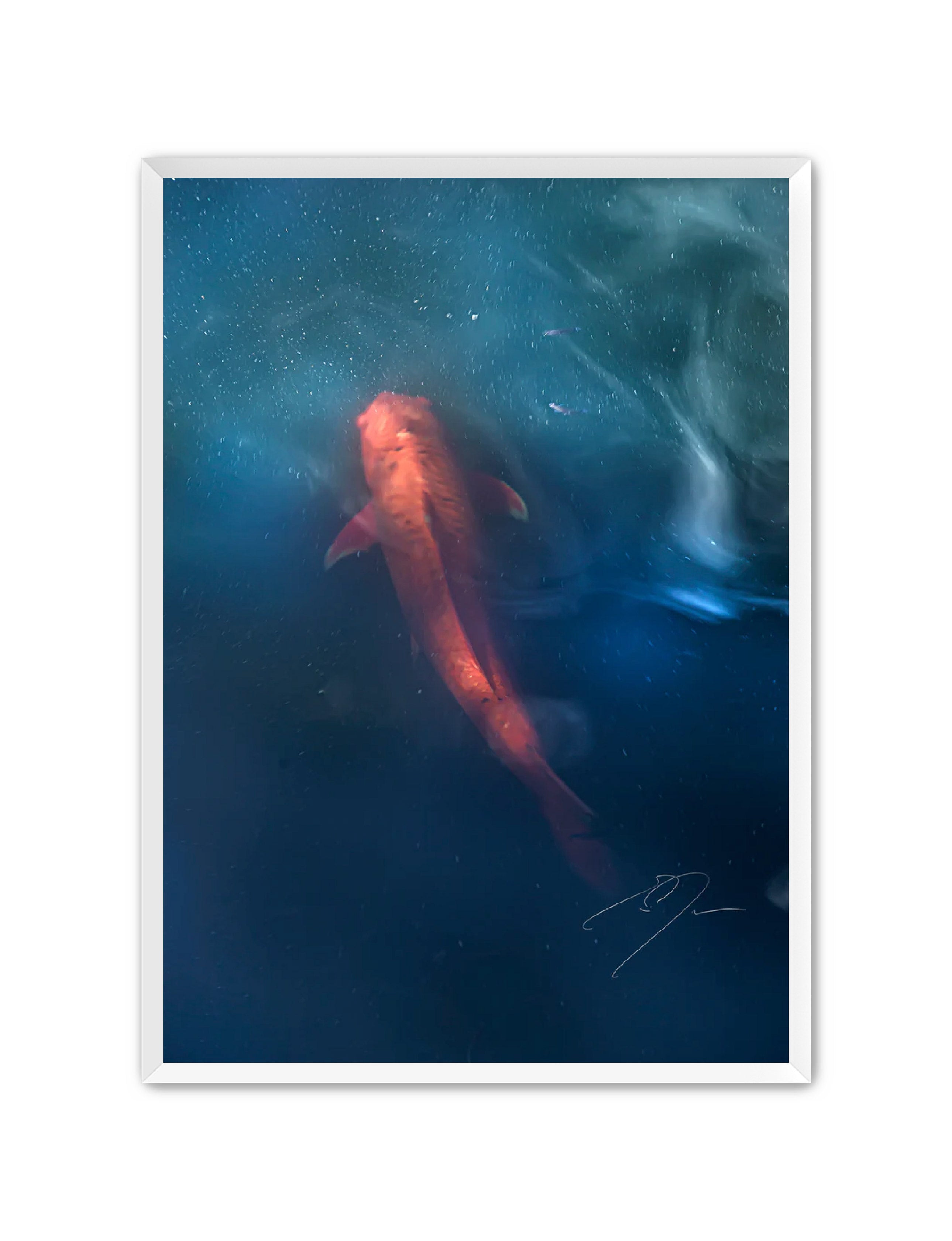 Art Contemporary Photography Prints 'KOI' - Photography Eric C. Jackson Studio