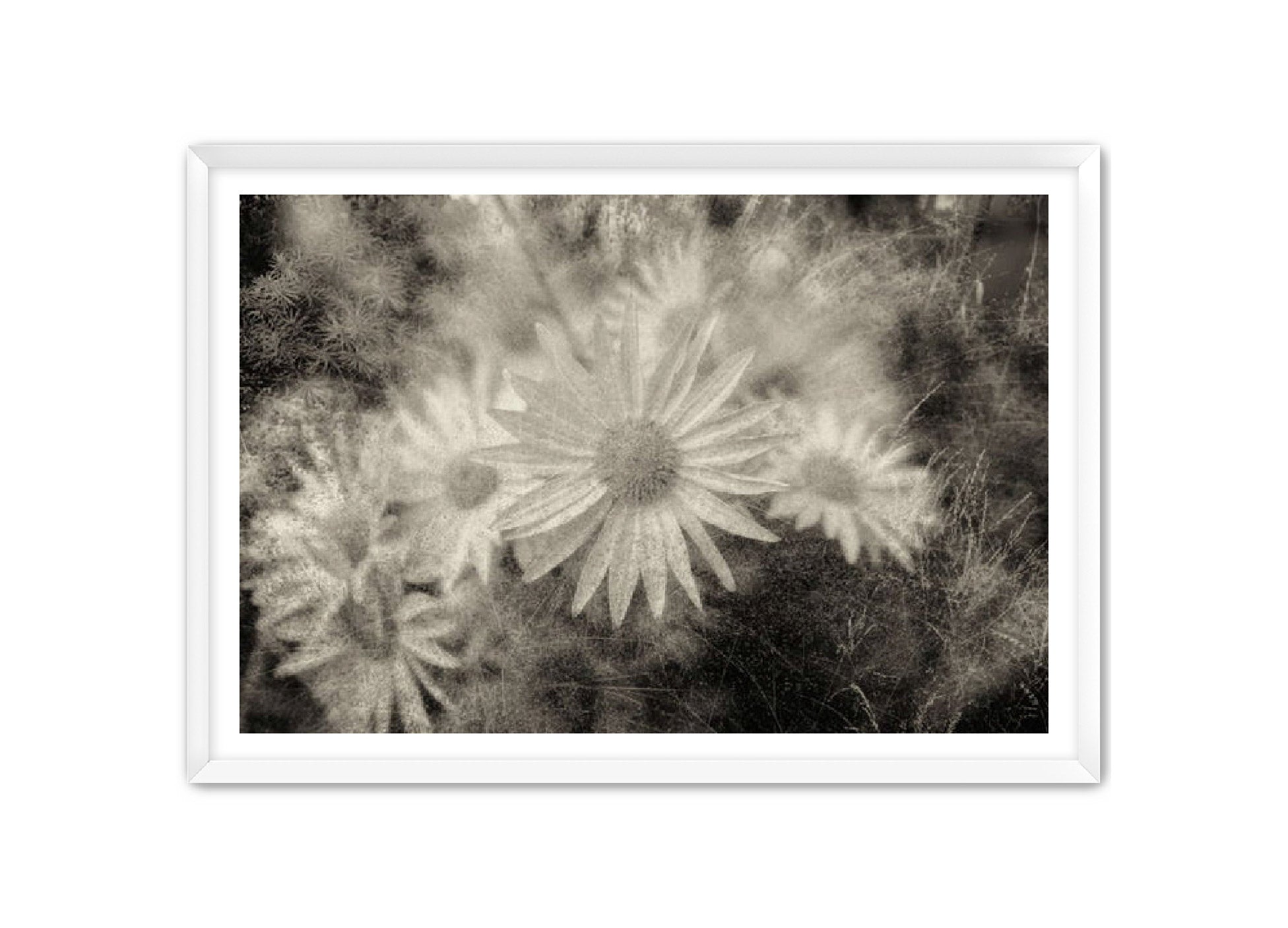 PhotoArt Prints 'DAISYS' Danielle Neumann Kelly