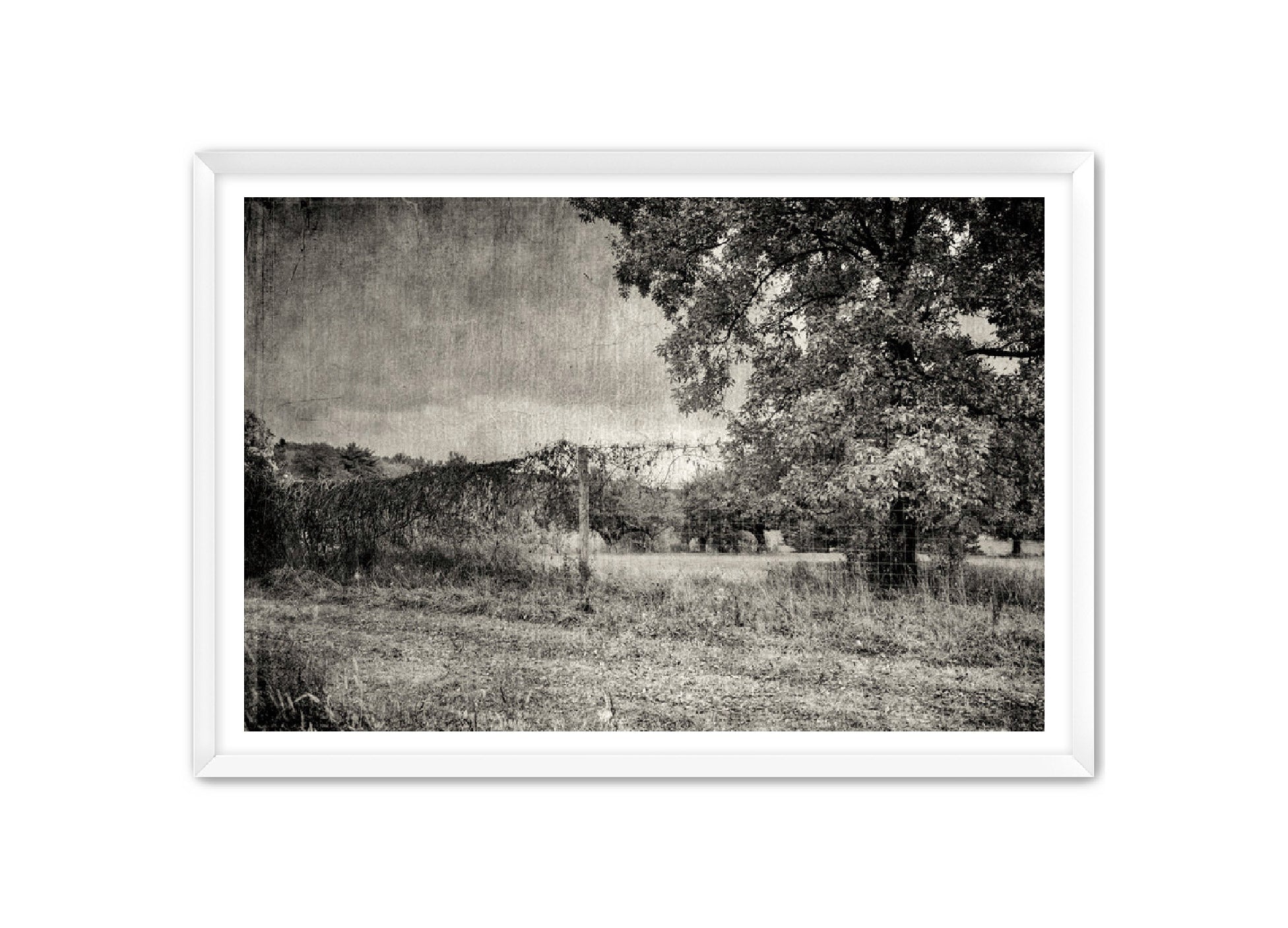 PhotoArt Prints 'ORCHARD B/W' Danielle Neumann Kelly