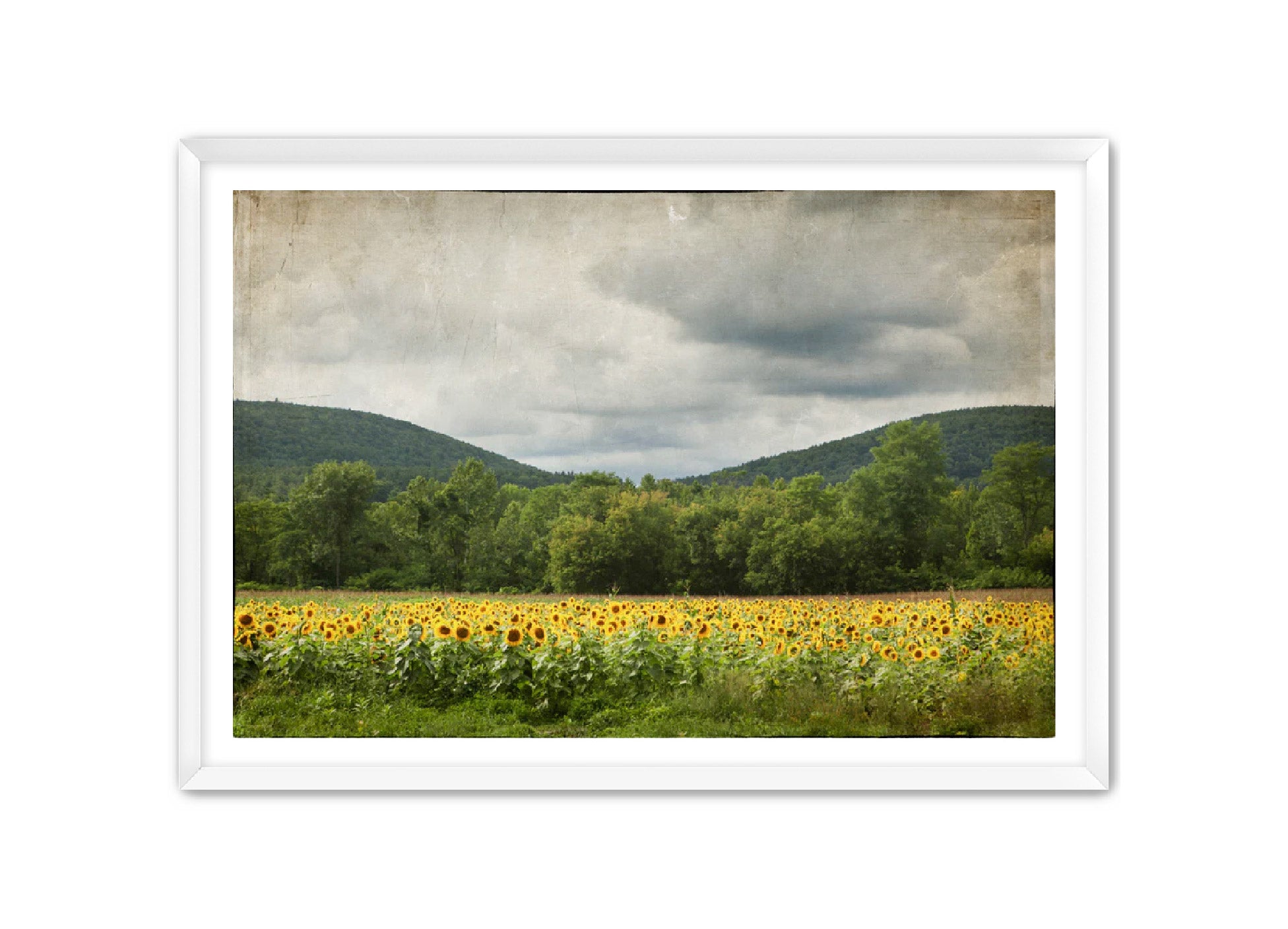 PhotoArt Prints 'SUNFLOWERS' Danielle Neumann Kelly