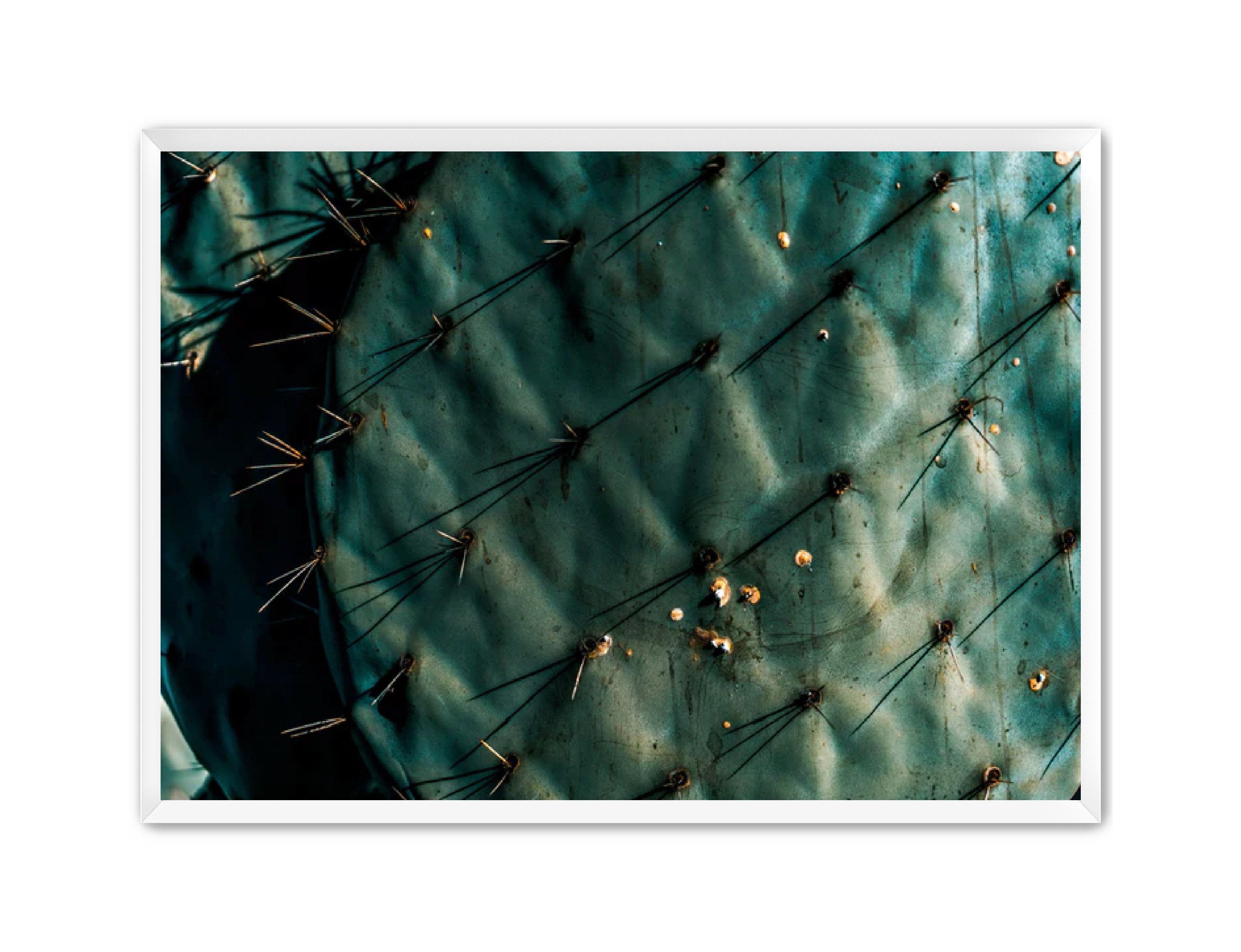 Photography Prints 'Nopal Azul' Reed Decker